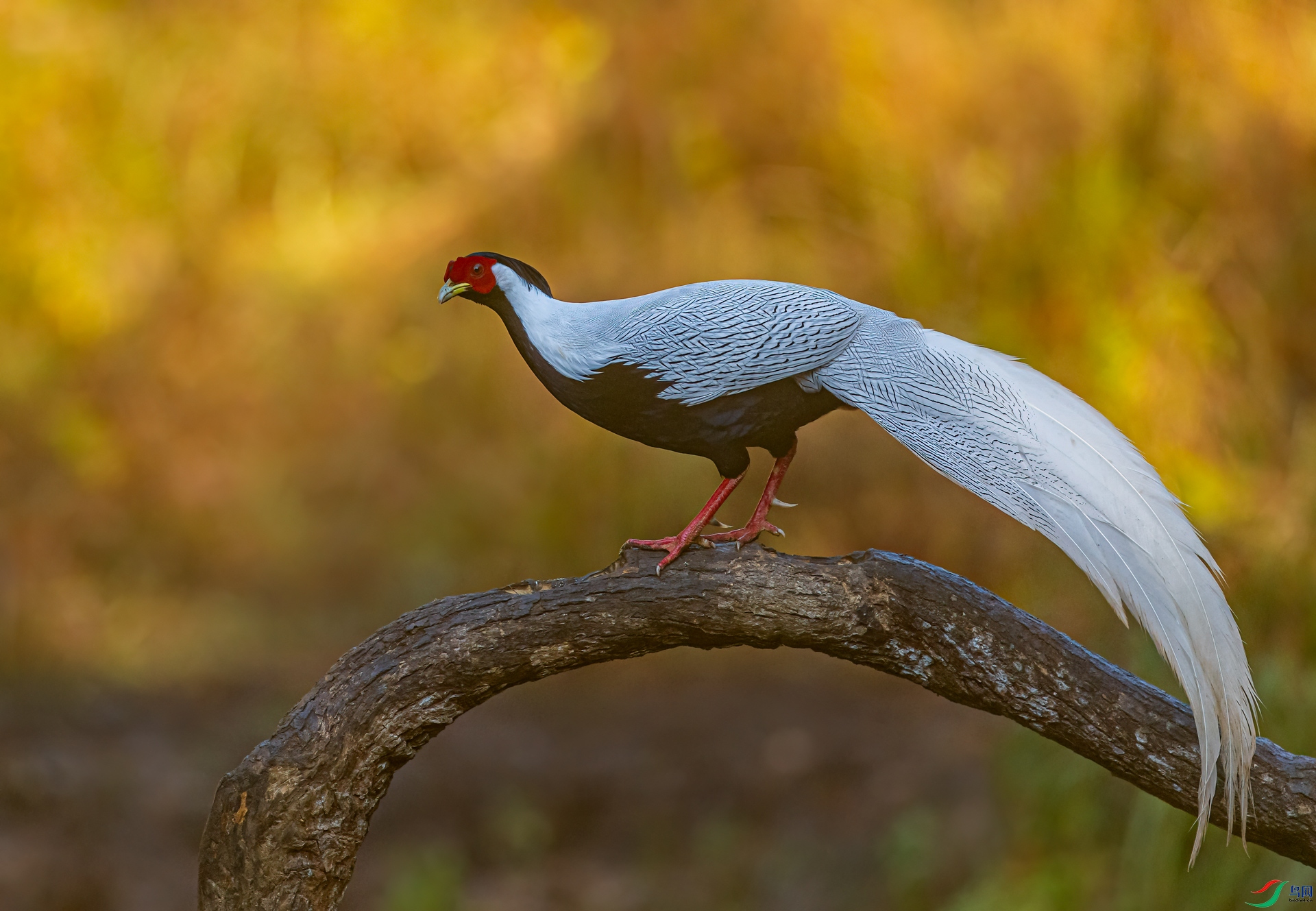 DSC_4123-11.jpg