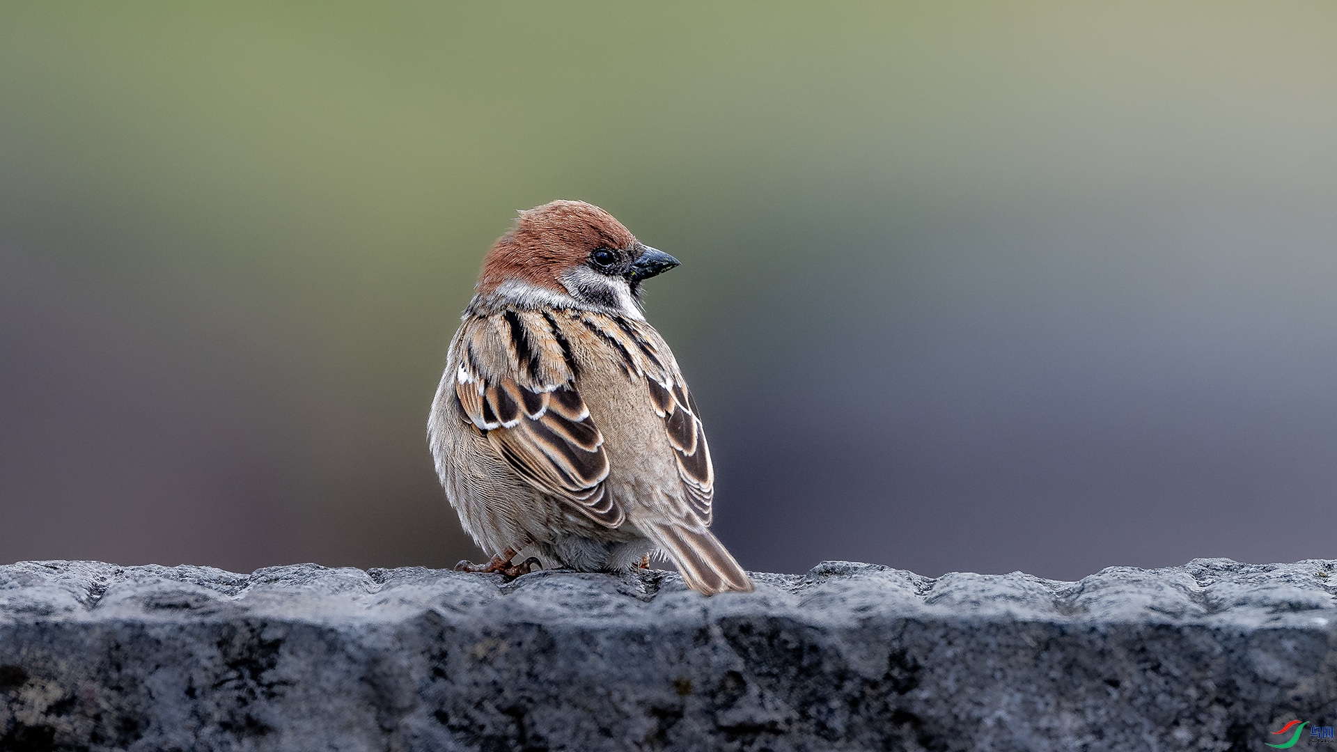DSC_1859 .jpg