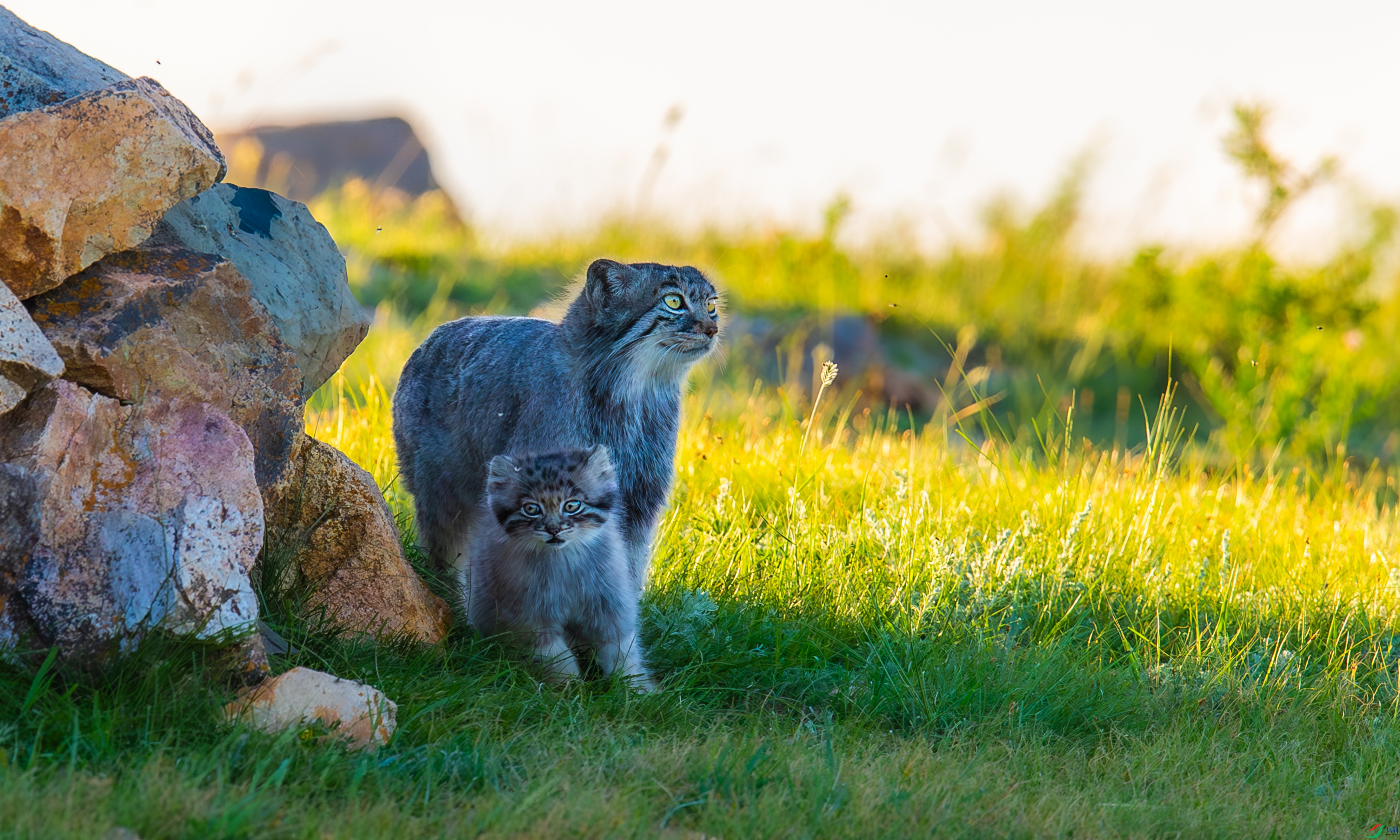 DSC_7085.jpg