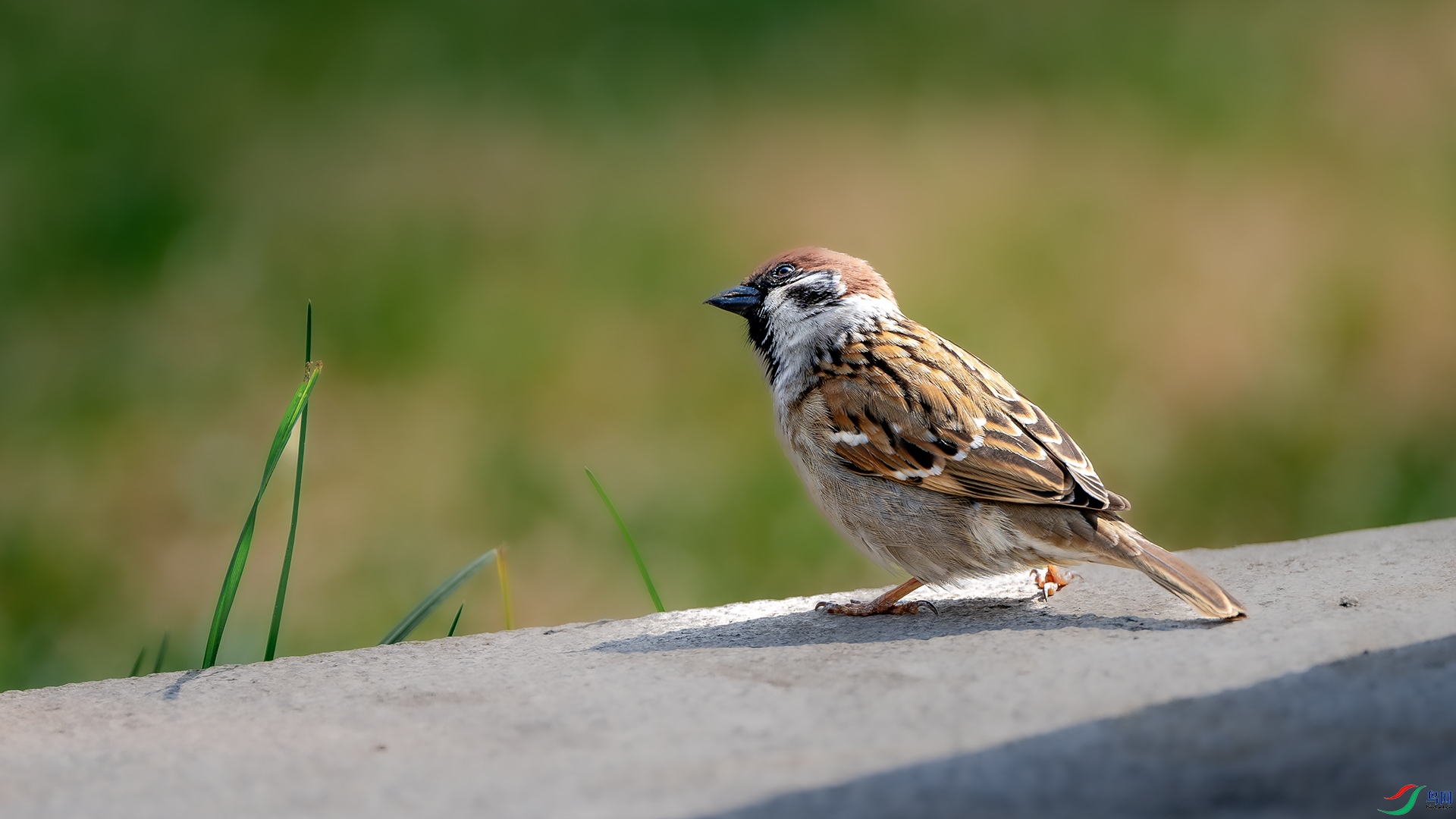 DSC_9081.jpg