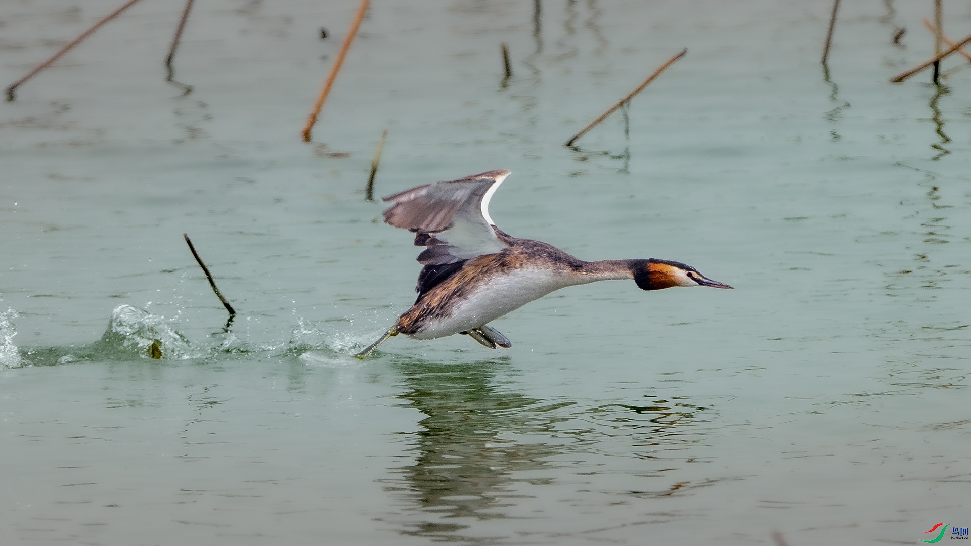 DSC_4471 ����.jpg