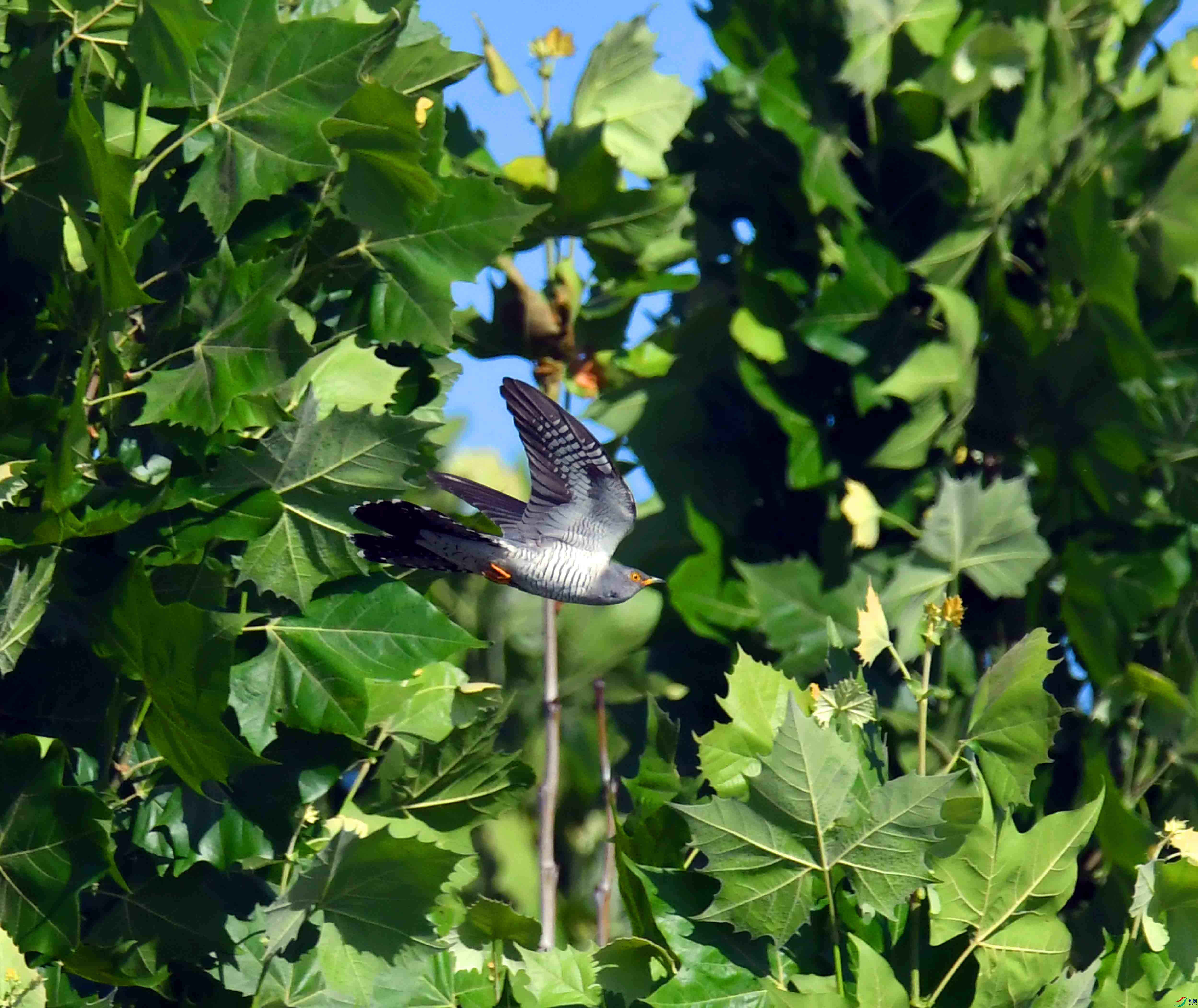 DSC_6343.JPG