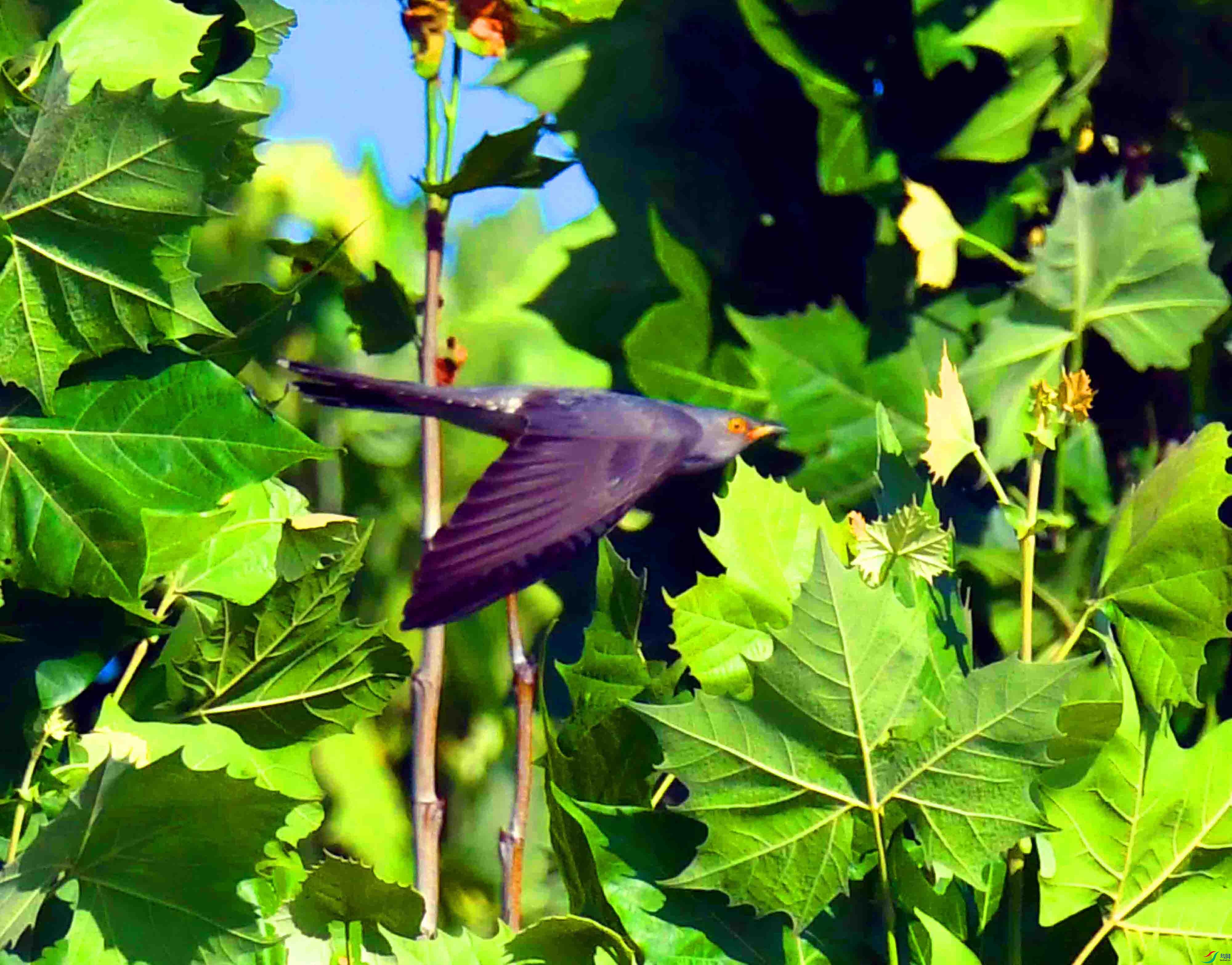 DSC_6381.JPG