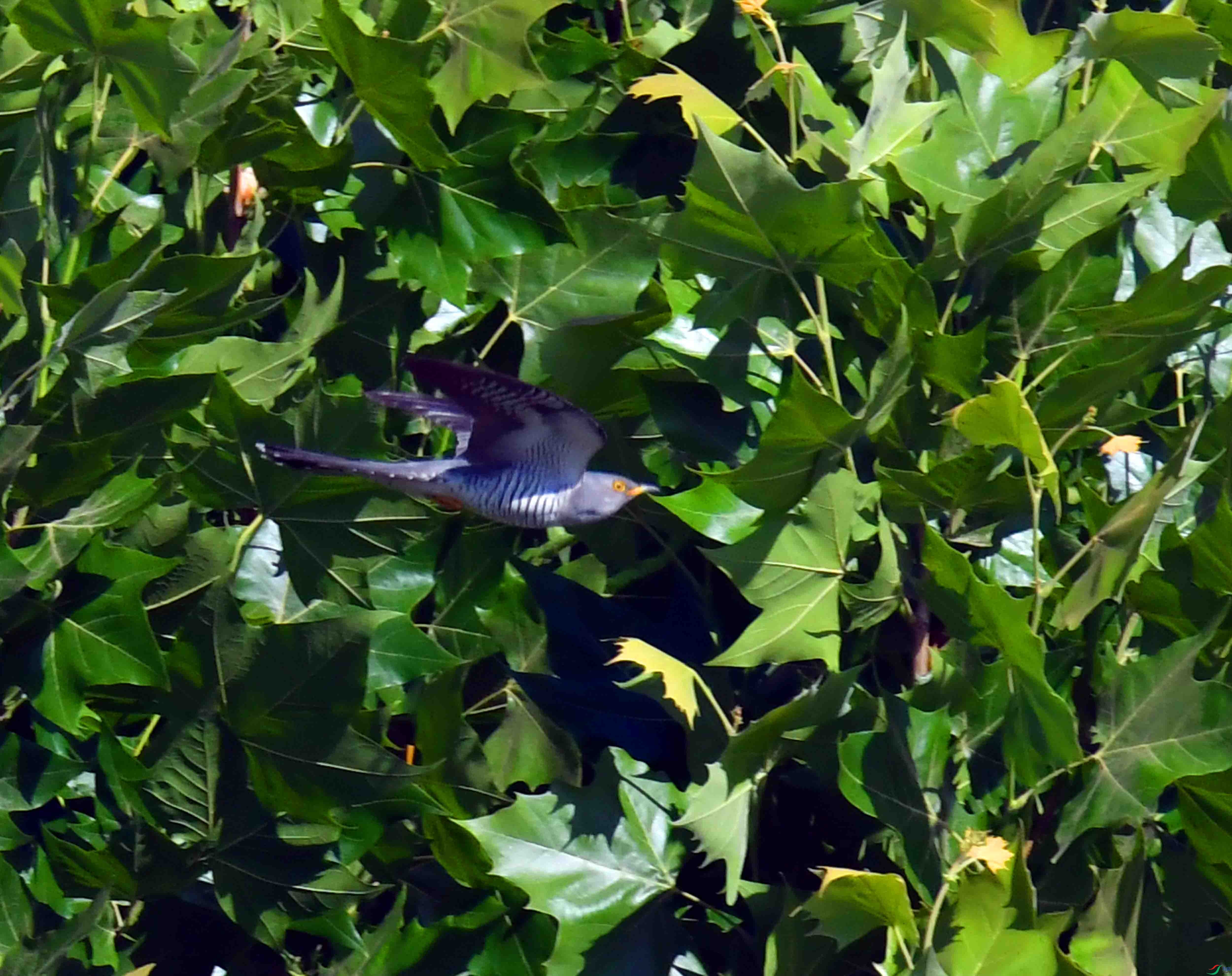 DSC_6383.JPG