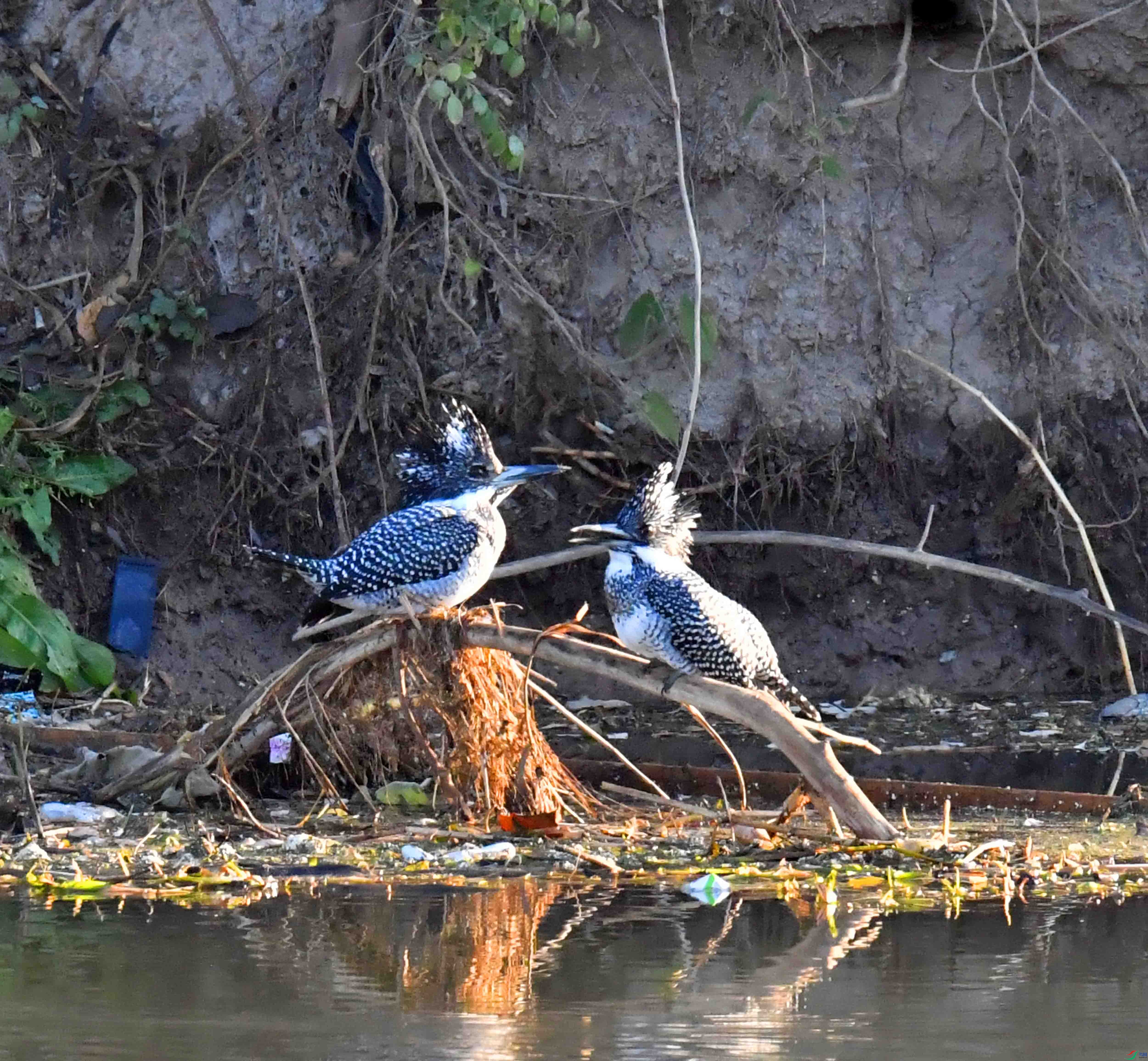 DSC_4284.JPG