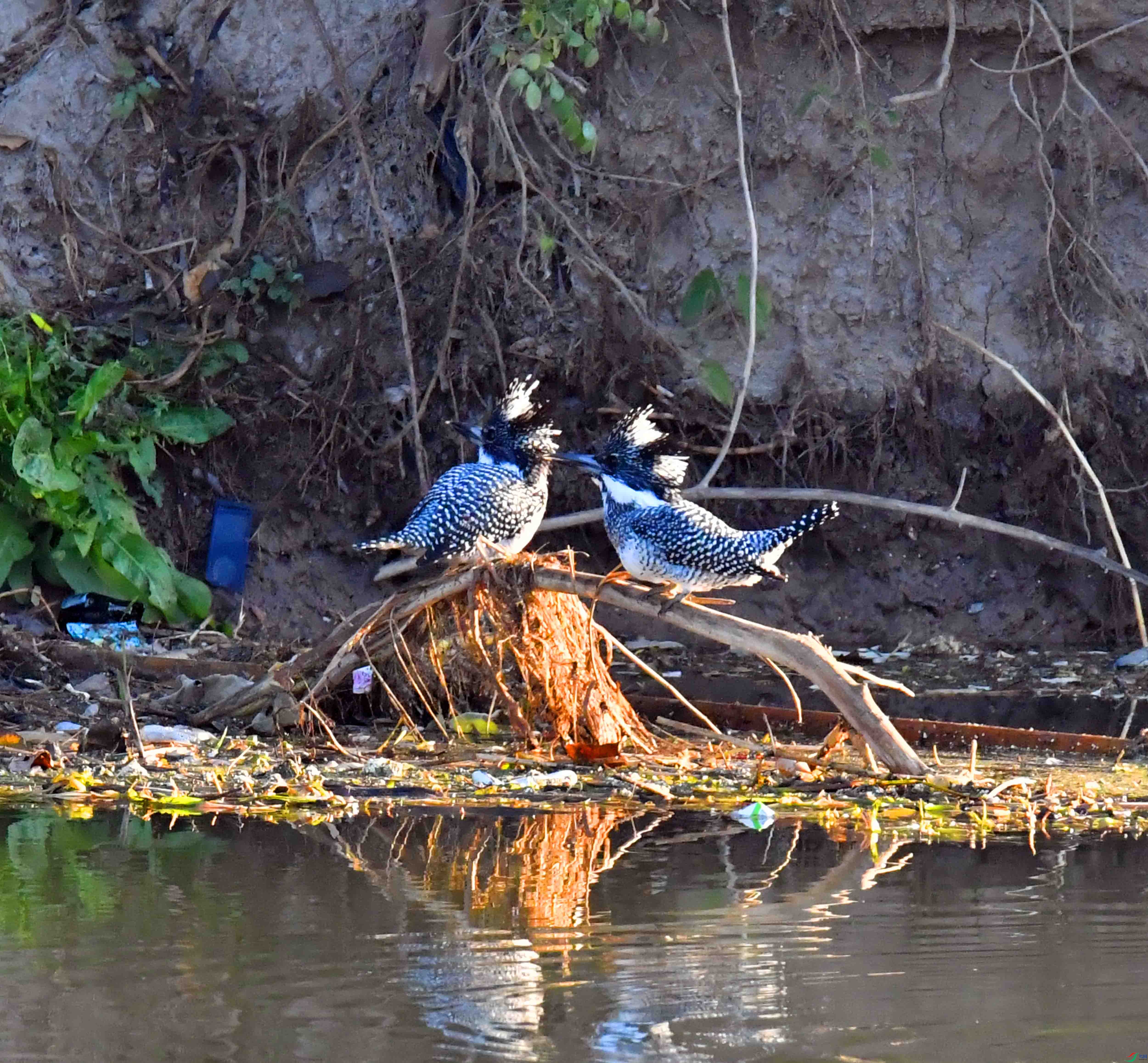 DSC_4375.JPG