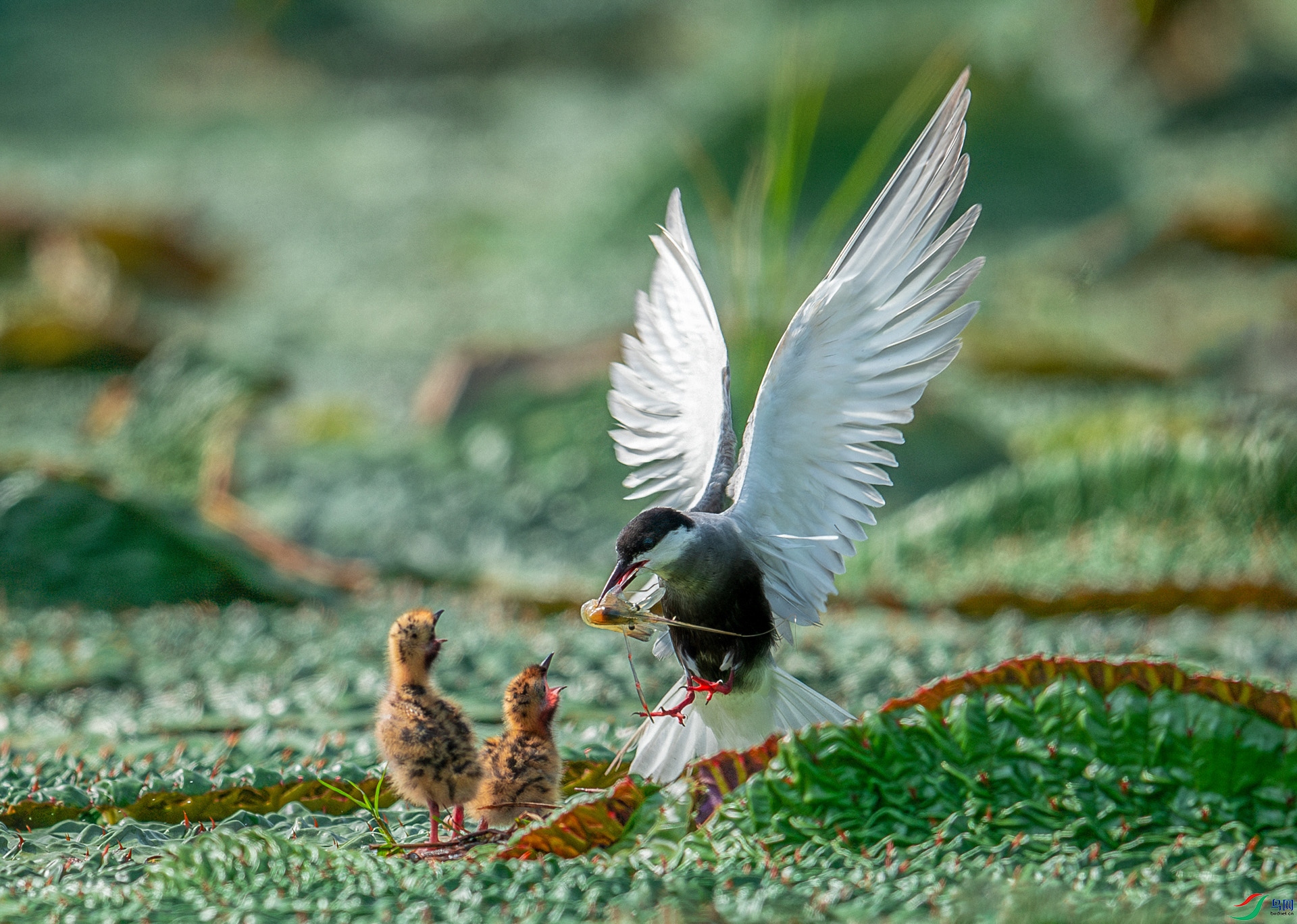 DSC_6890-����ǿ-NR.jpg
