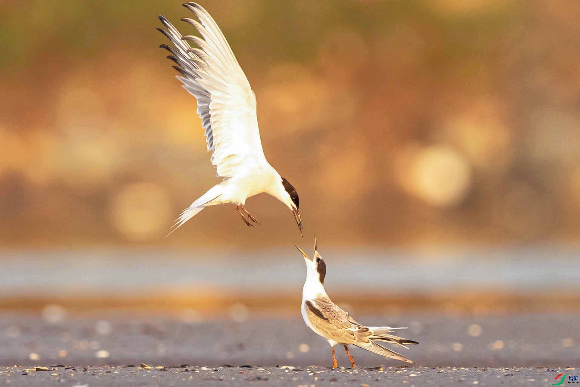 DSC_0261 ���� .jpg