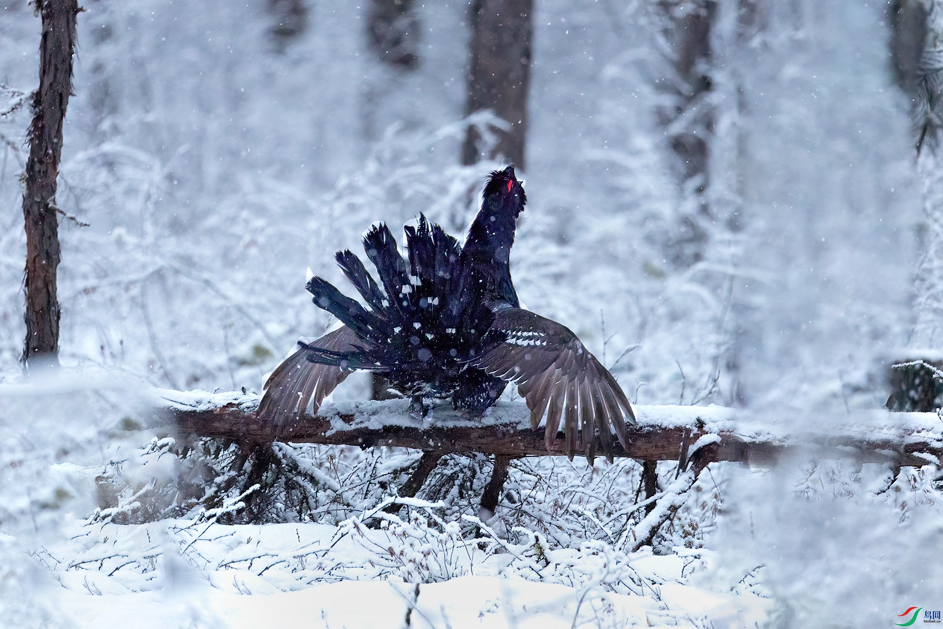 060A2659 ����-Sh----1 .jpg