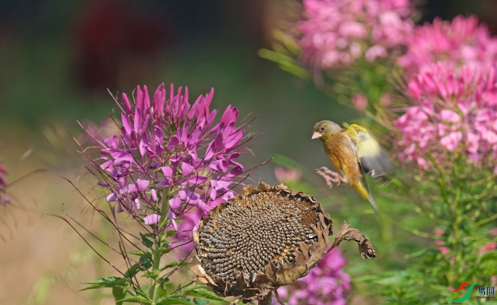 DSCF9571.1.jpg