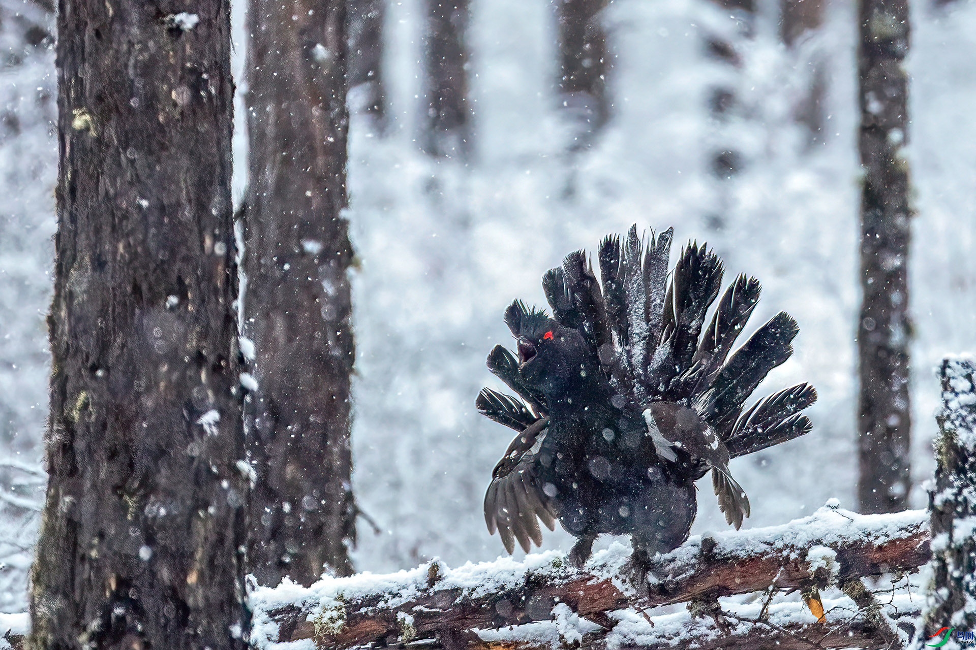 060A6177 ����-Sh----1 .jpg