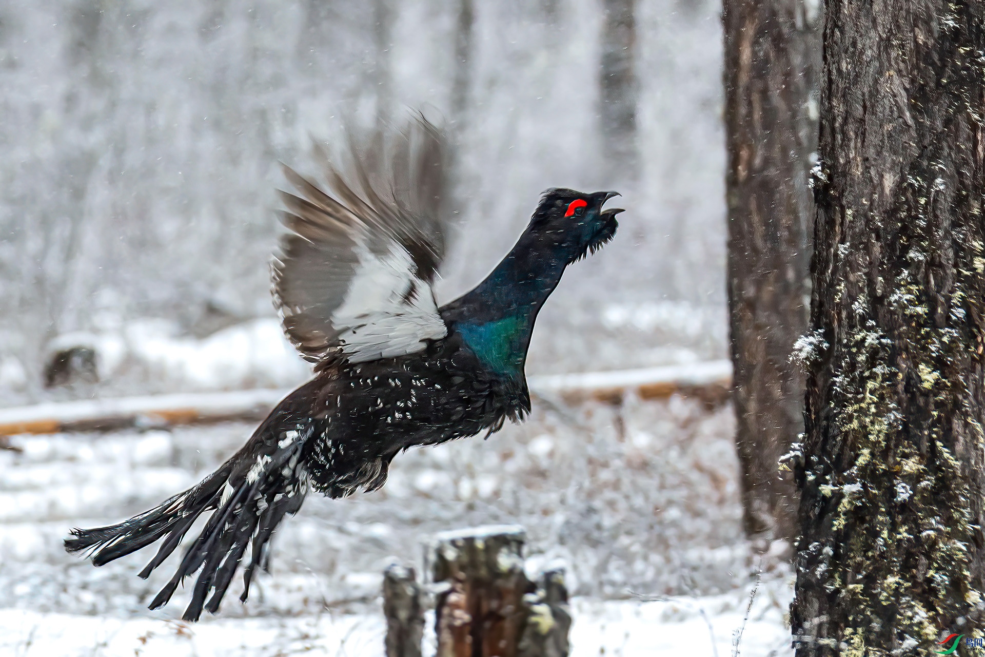 060A6593 ����-Sh----1 .jpg