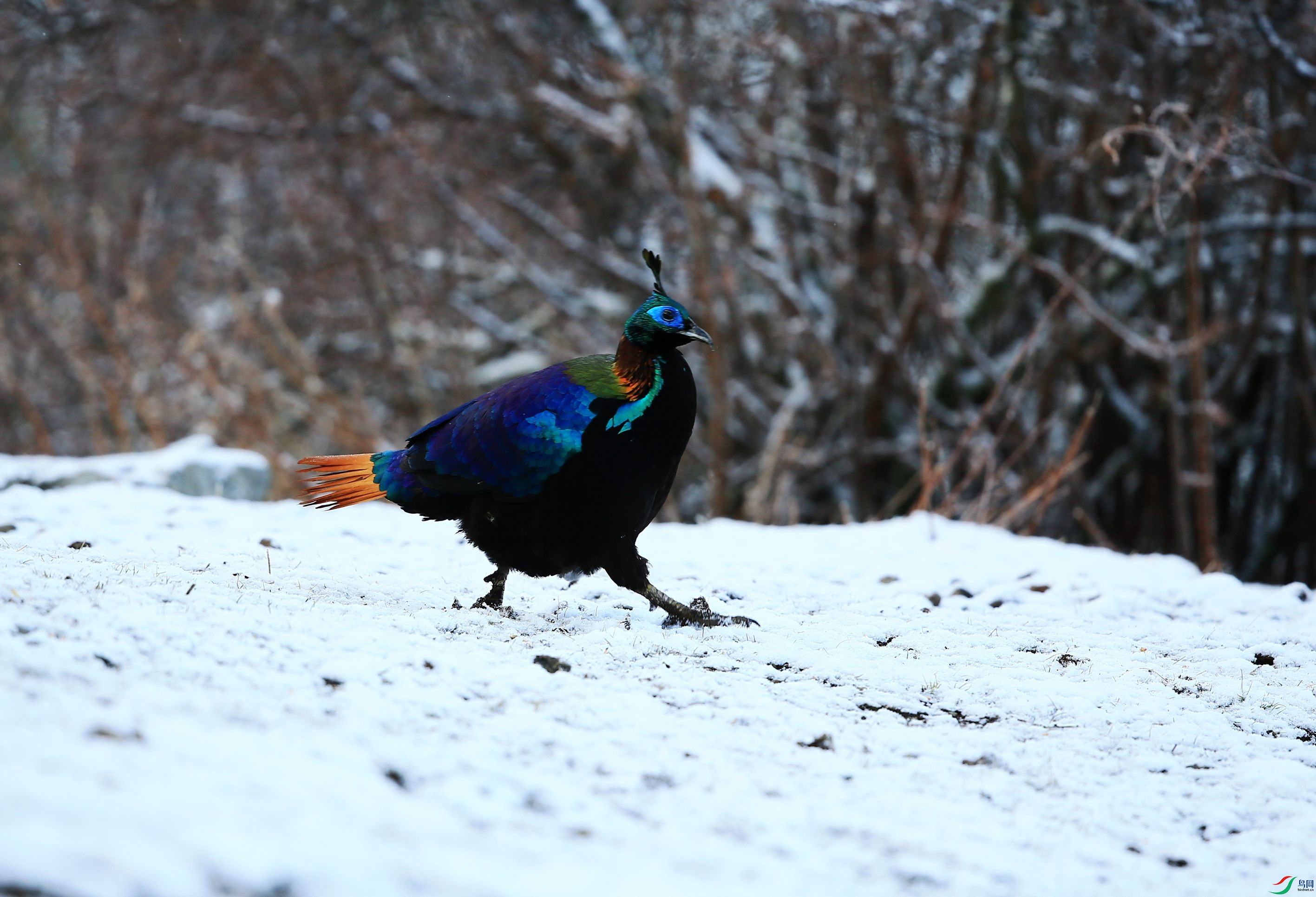 ��β���� (91).JPG