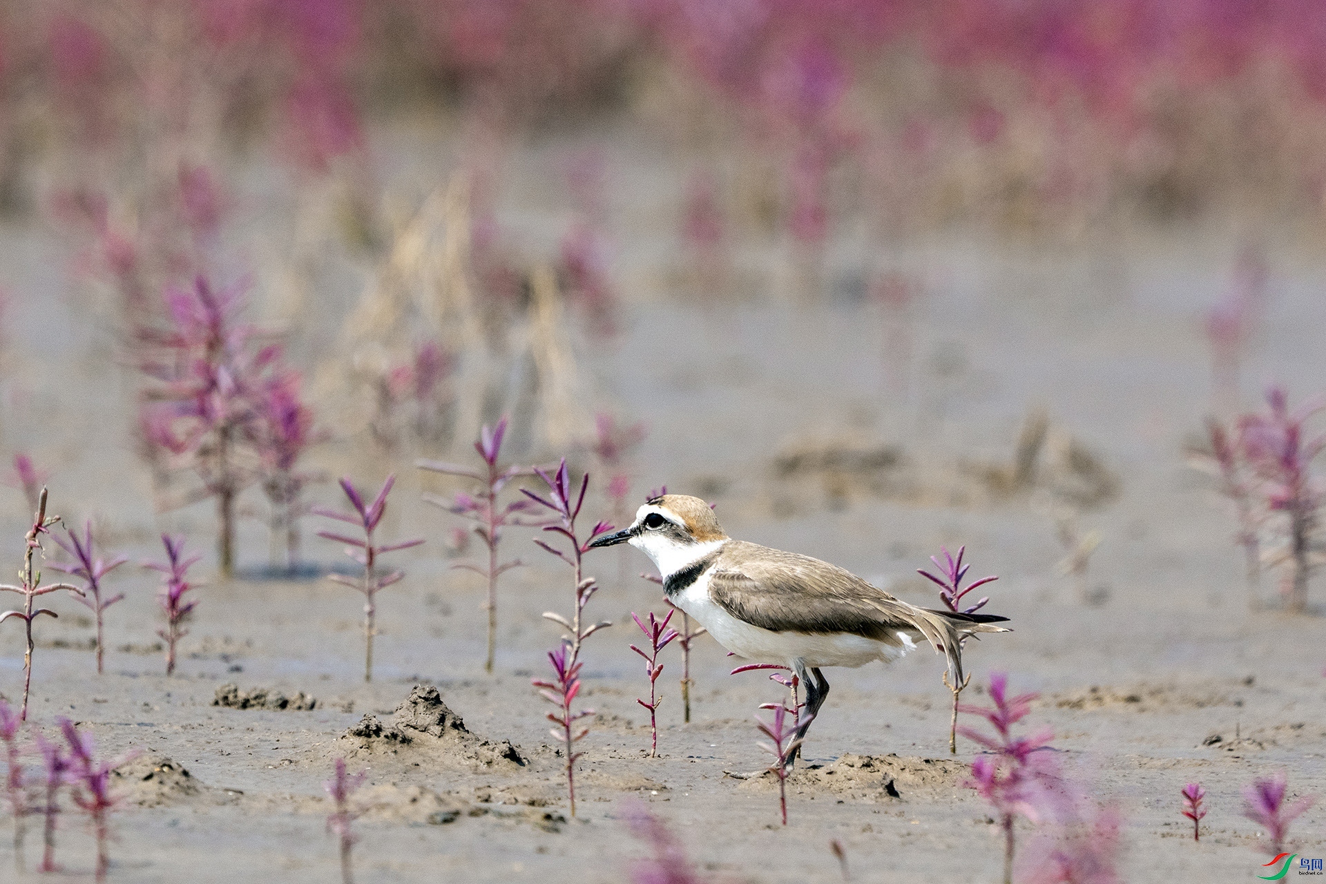 DSC01235 ����.jpg