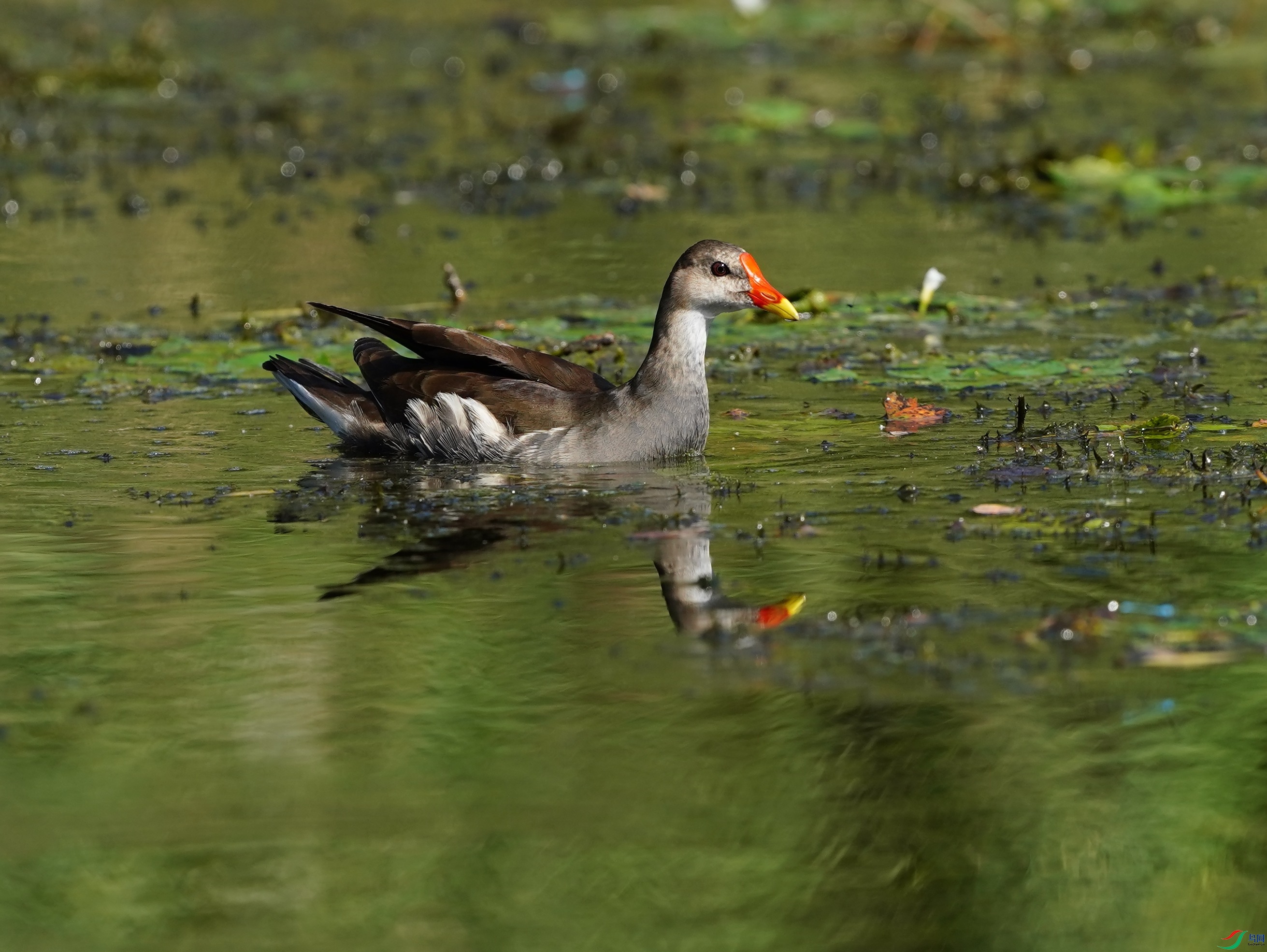 DSC06537.JPG