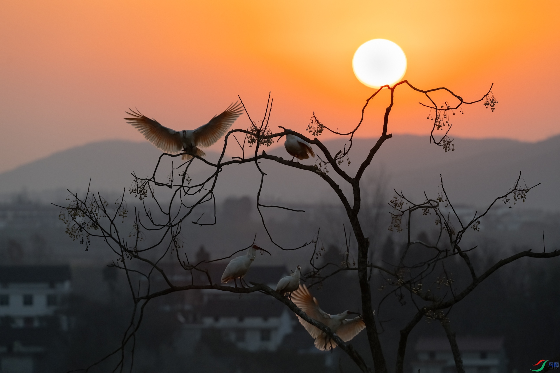 DSC_3784sen2025-1-12-31-�༭-3.jpg