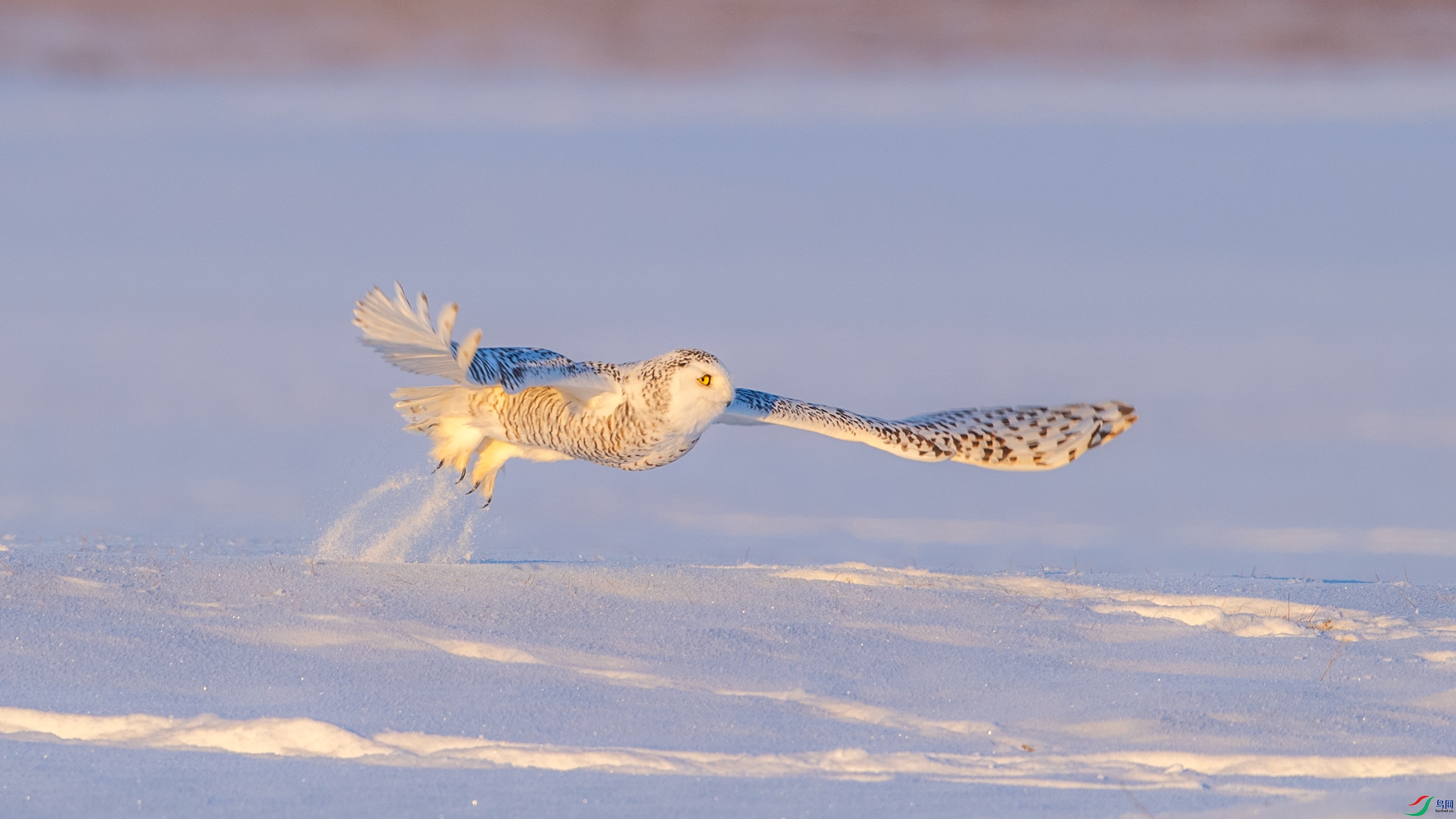 DSC_2580x.jpg