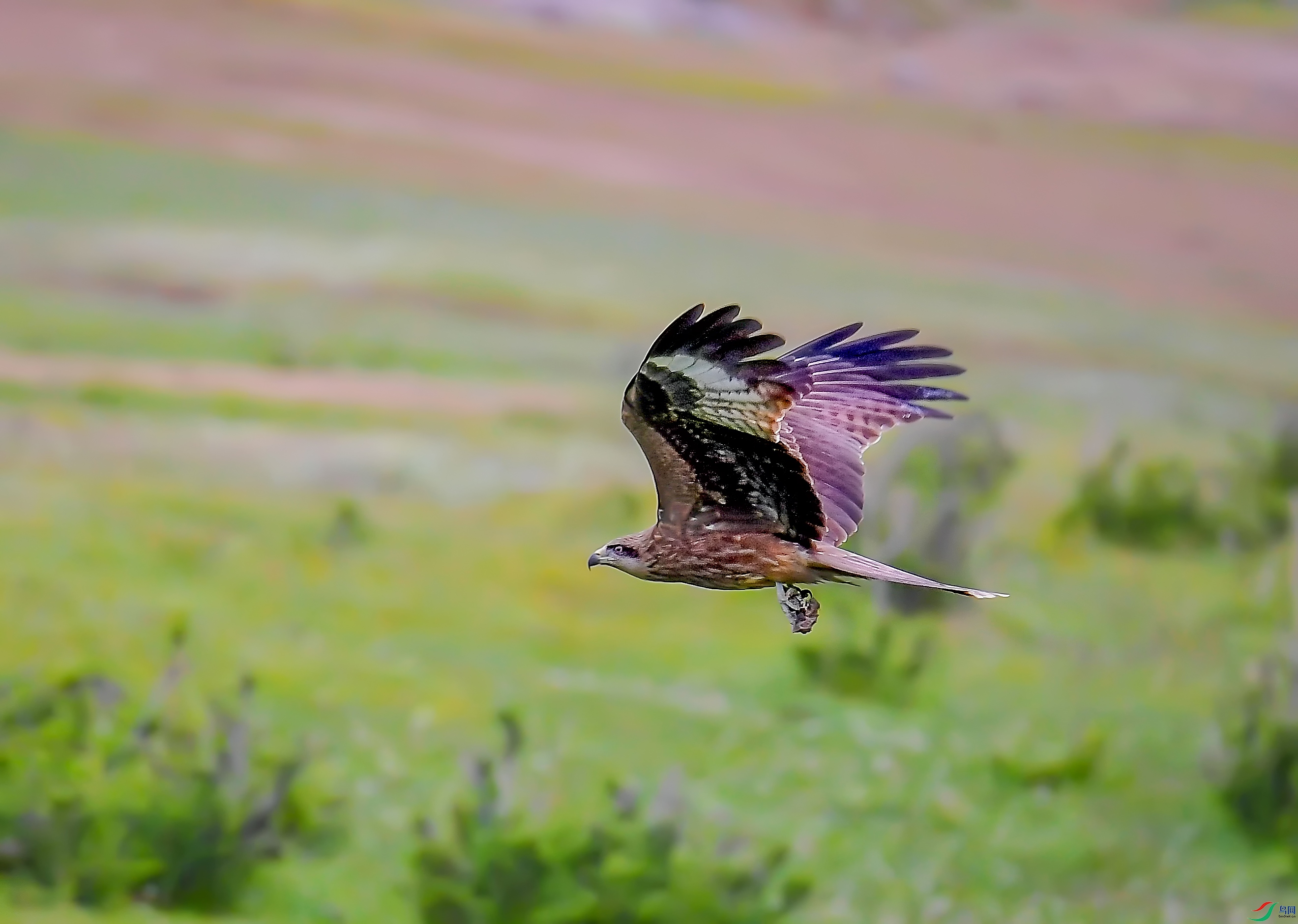 DSC_7677.jpg