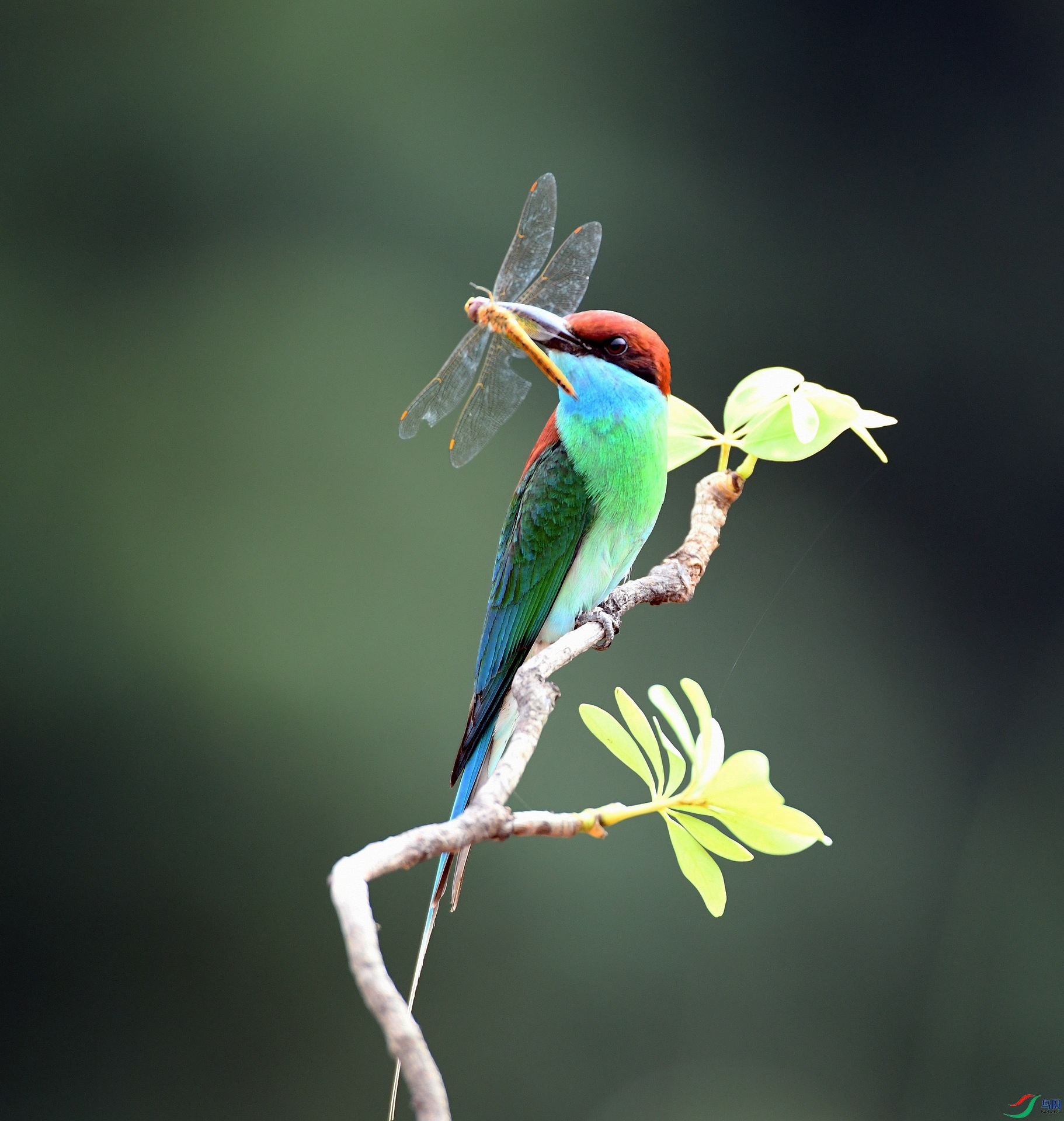 DSC_5619.jpg