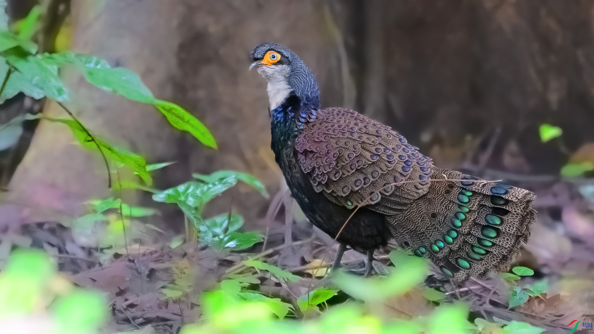 DSC_4613 ����.jpg