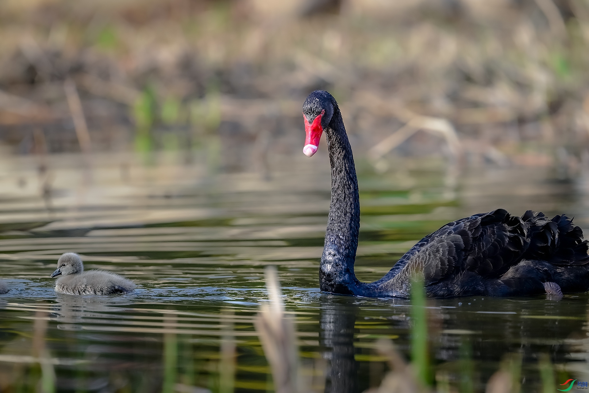 DSC_3213 .jpg