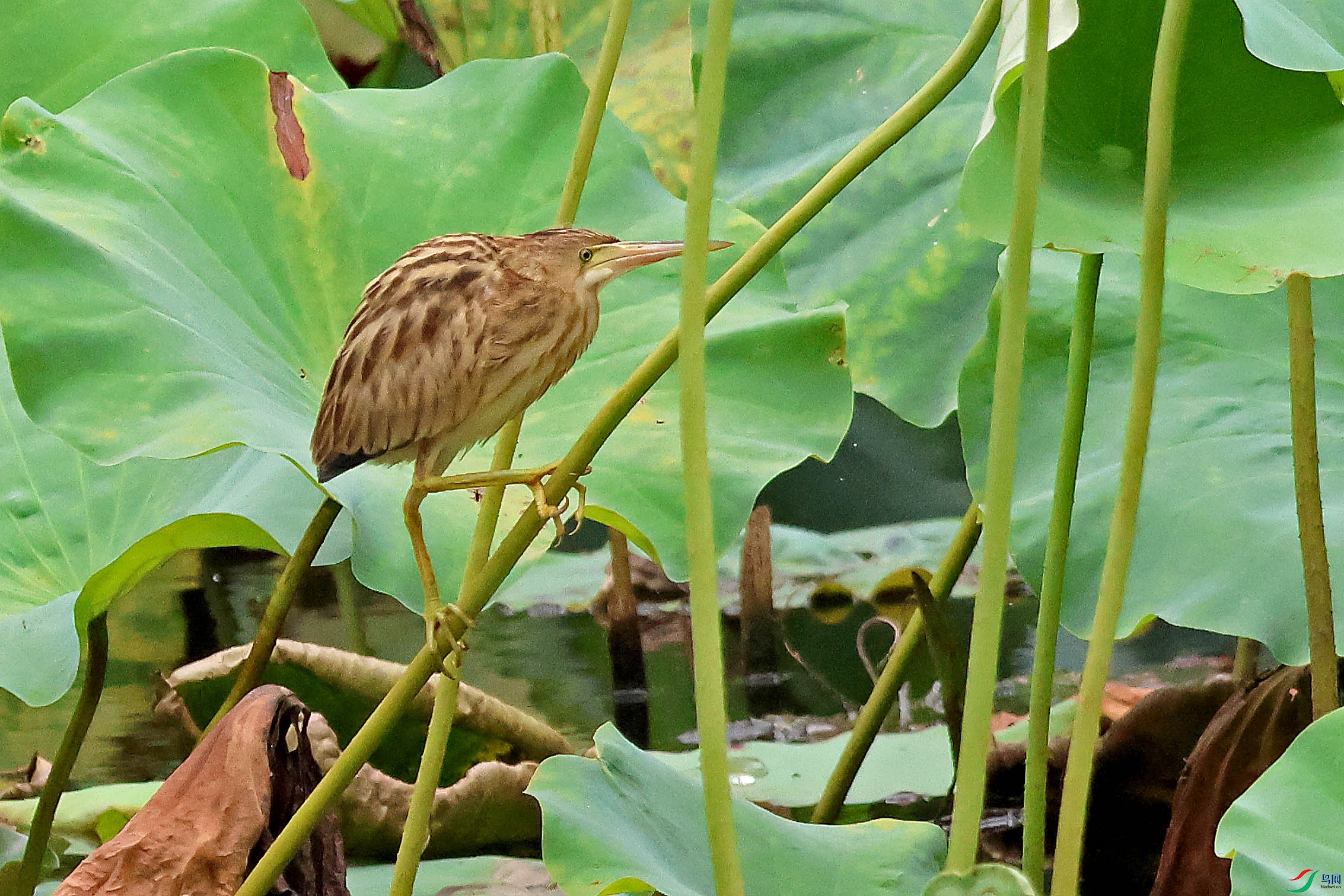 2G9A8277.JPG