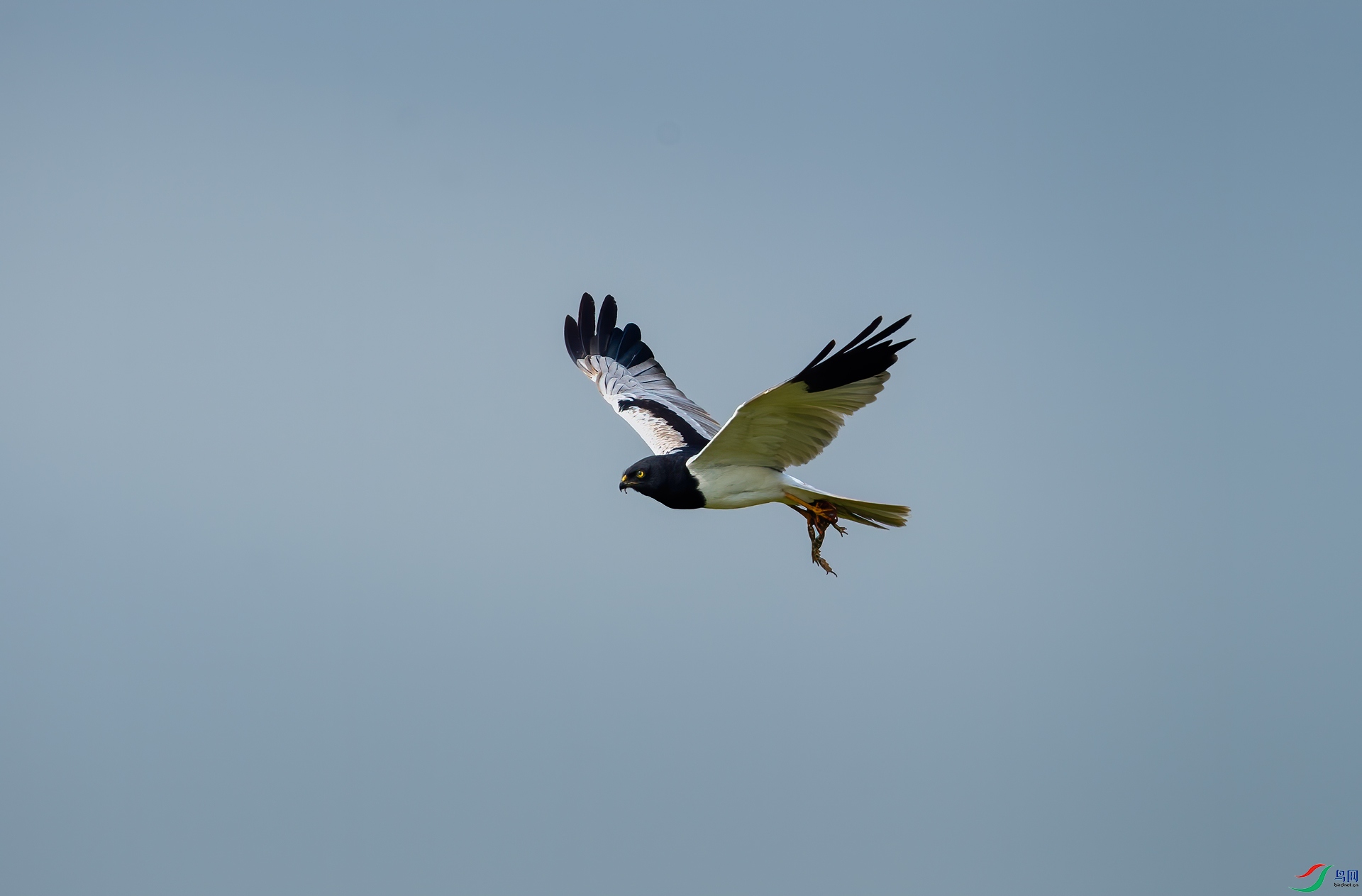 _DSC59093.jpg