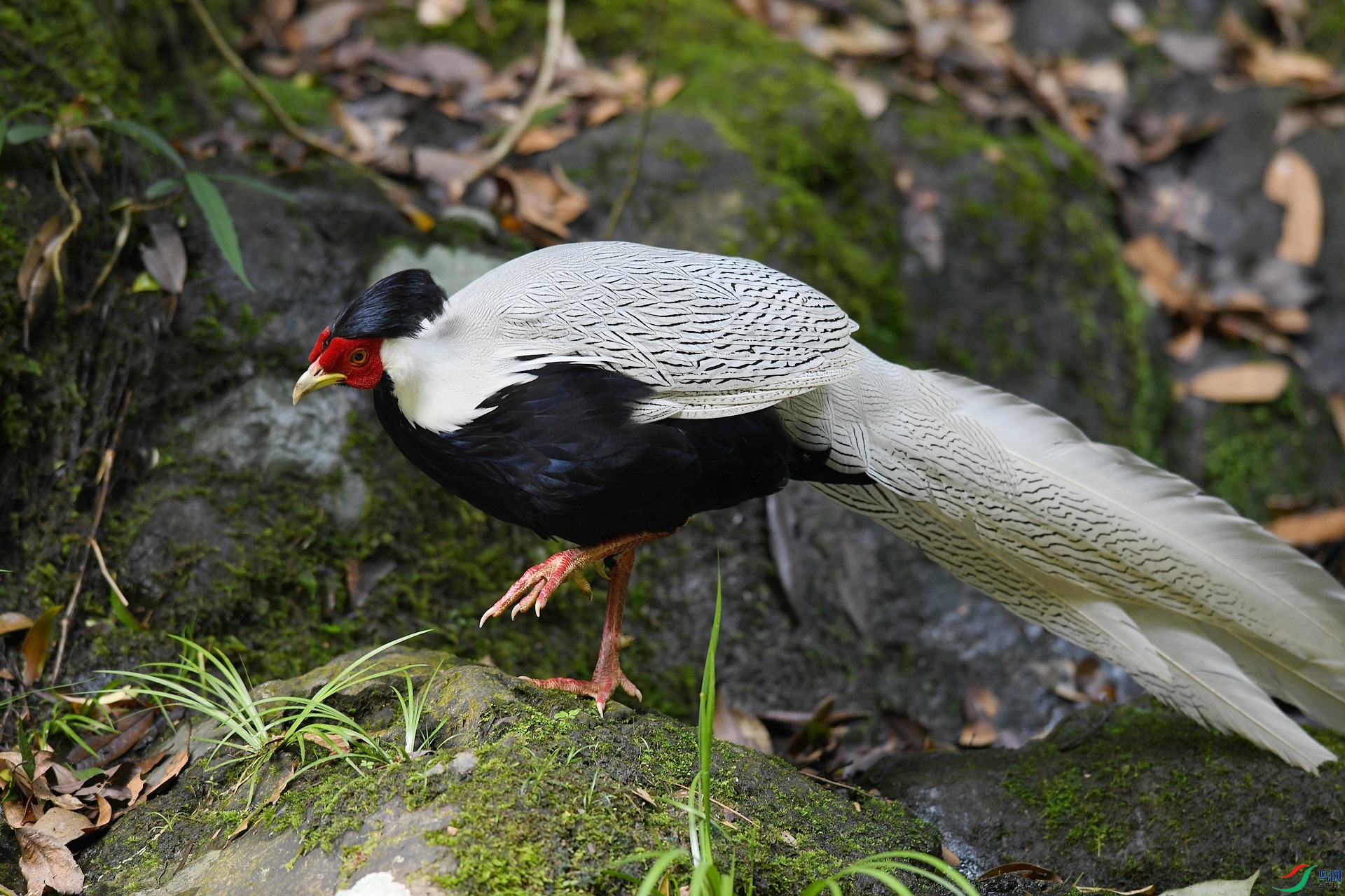 DSC_8526.jpg