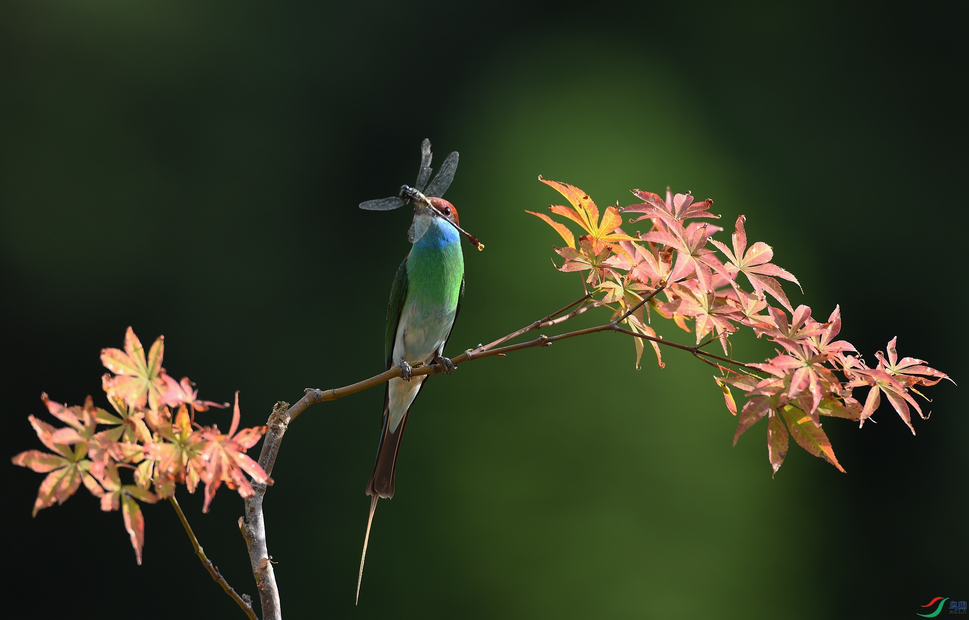 DSC_0333.jpg