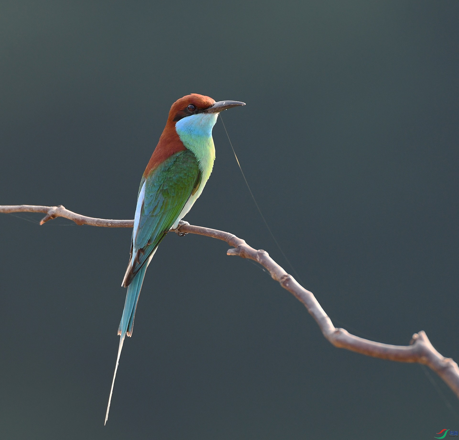 DSC_8353.jpg