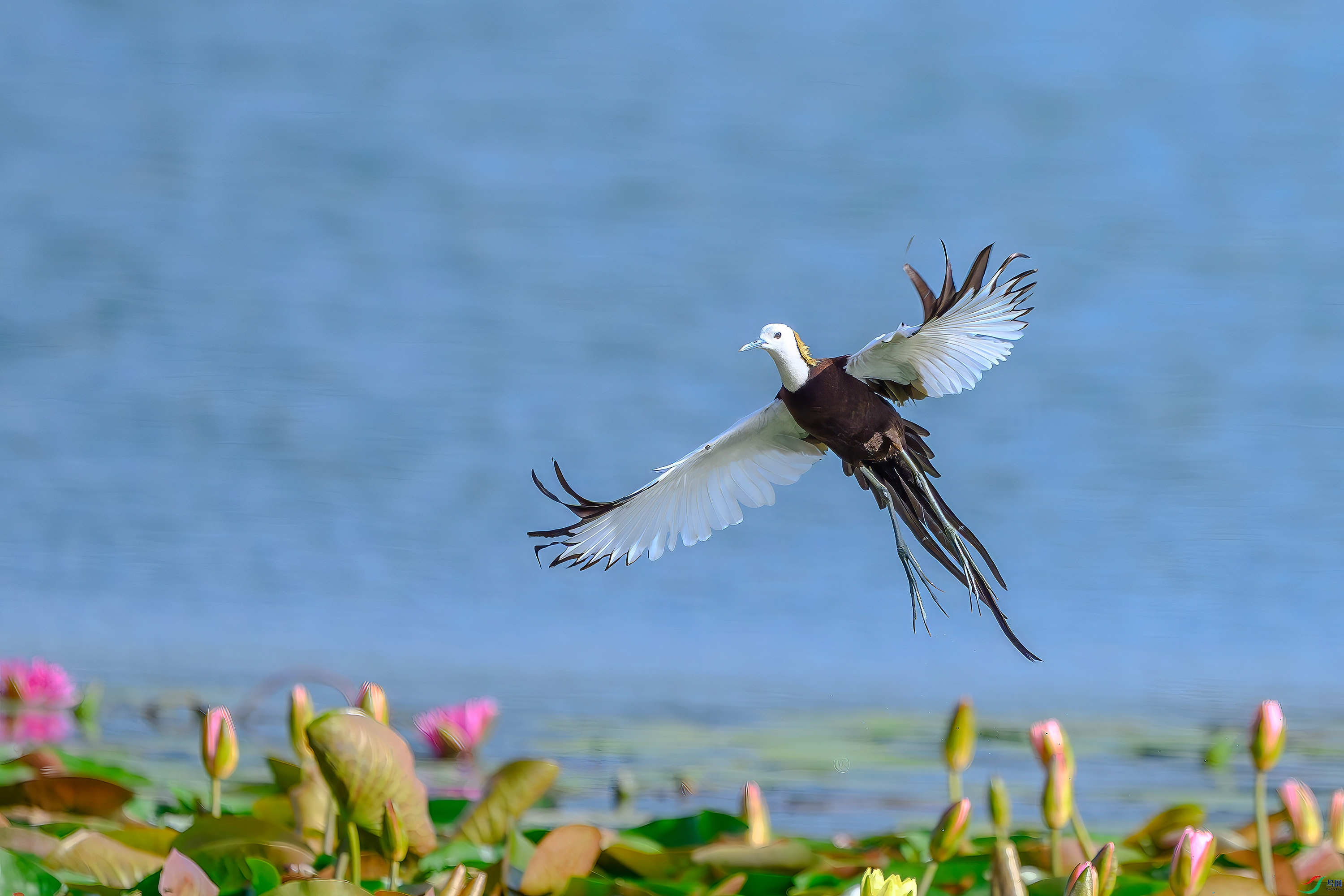 DSC_3222-AB.jpg