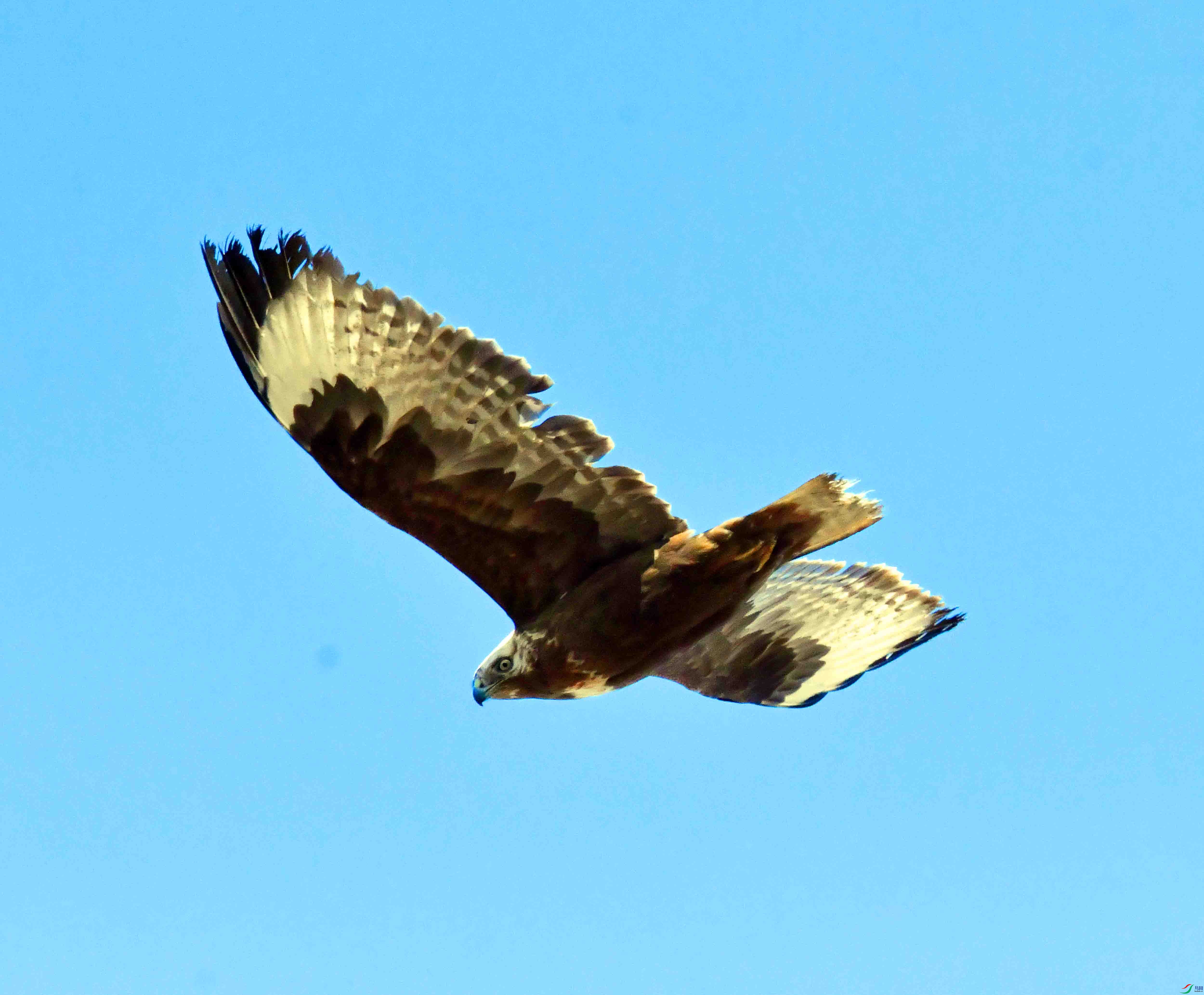 DSC_4515.JPG