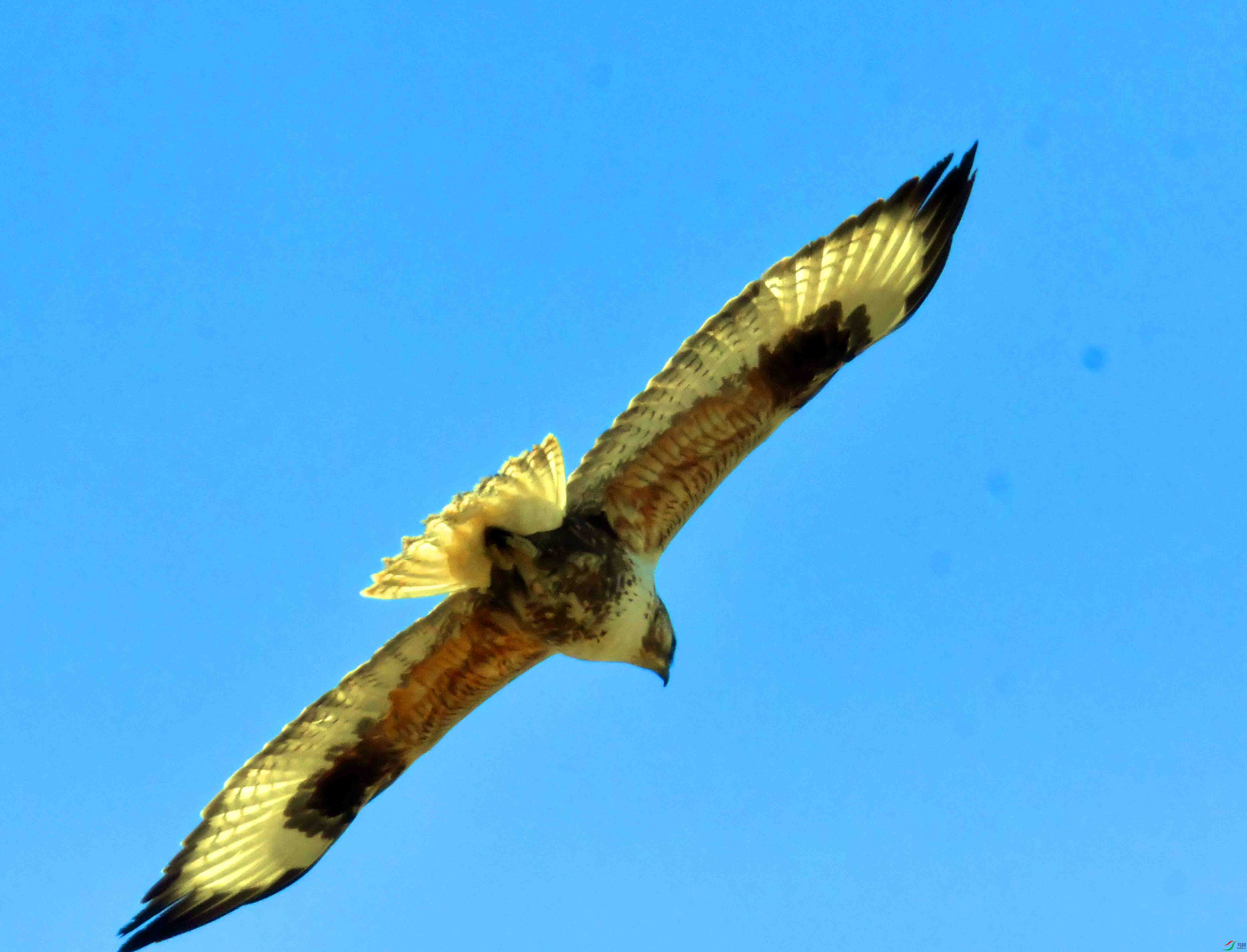 DSC_5247.JPG