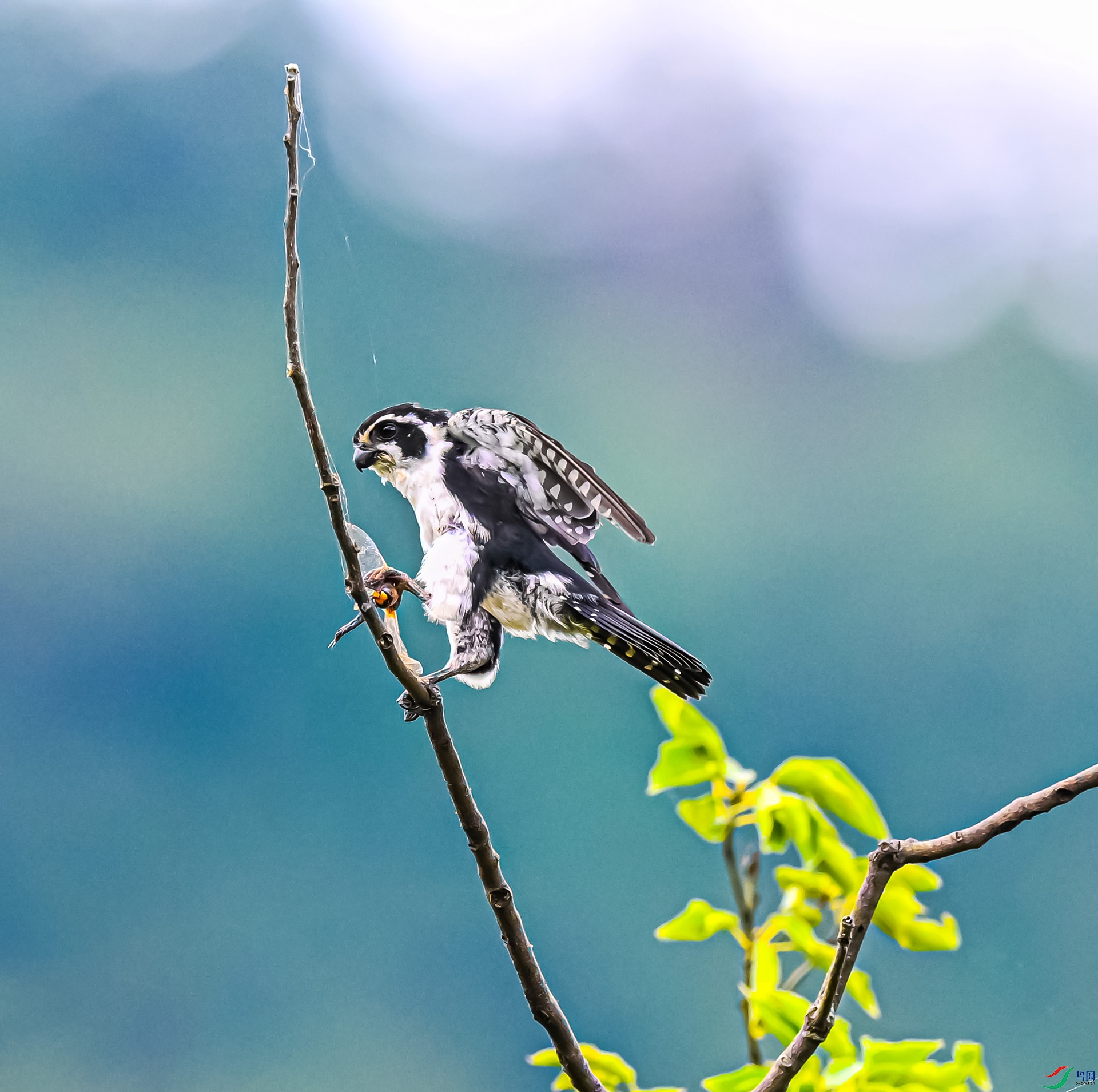 ����С��