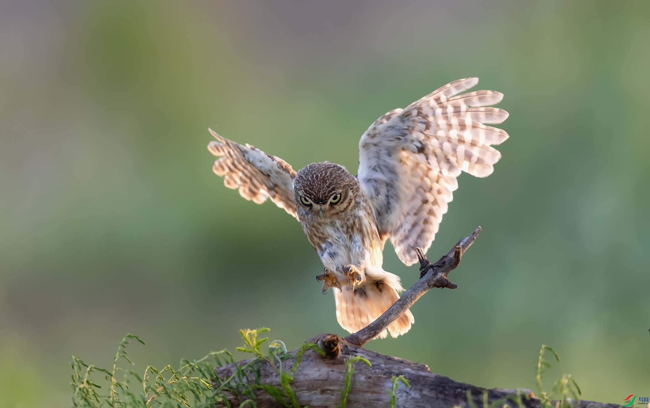 ���Ƹ�С�^