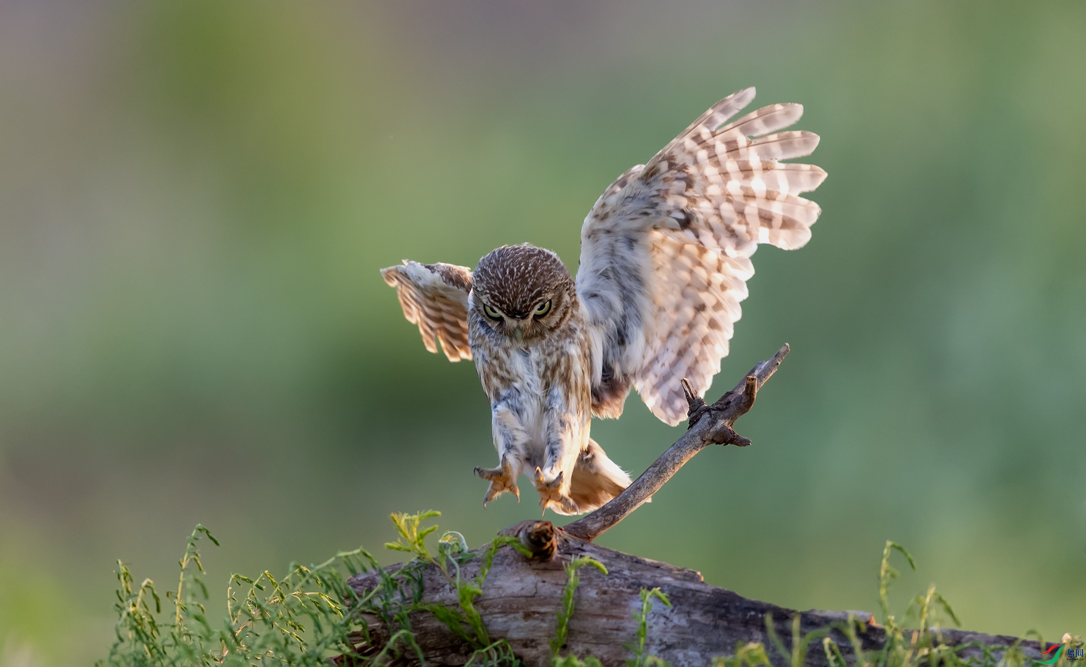 ���Ƹ�С�^