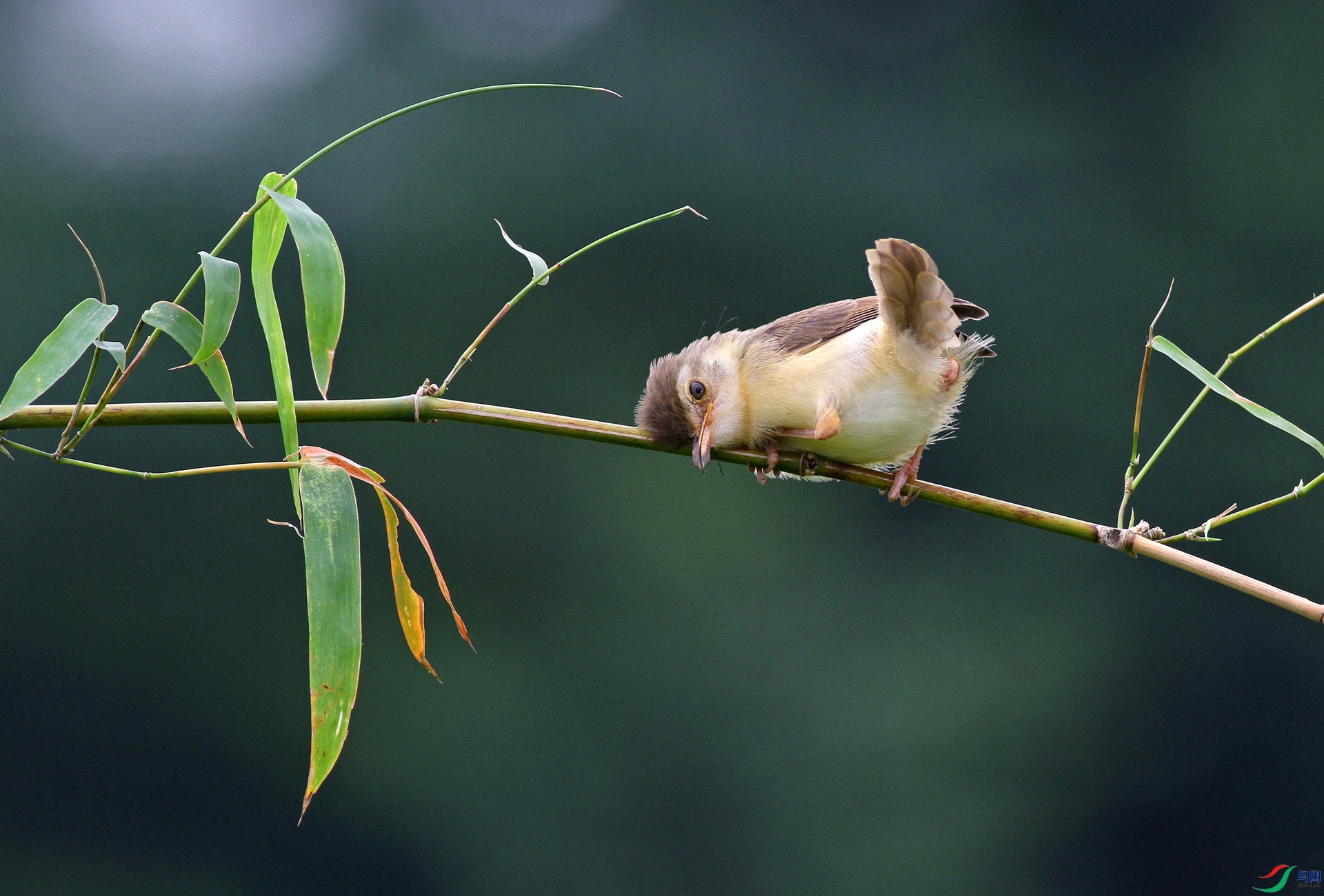 IMG_9650AAAB.jpg
