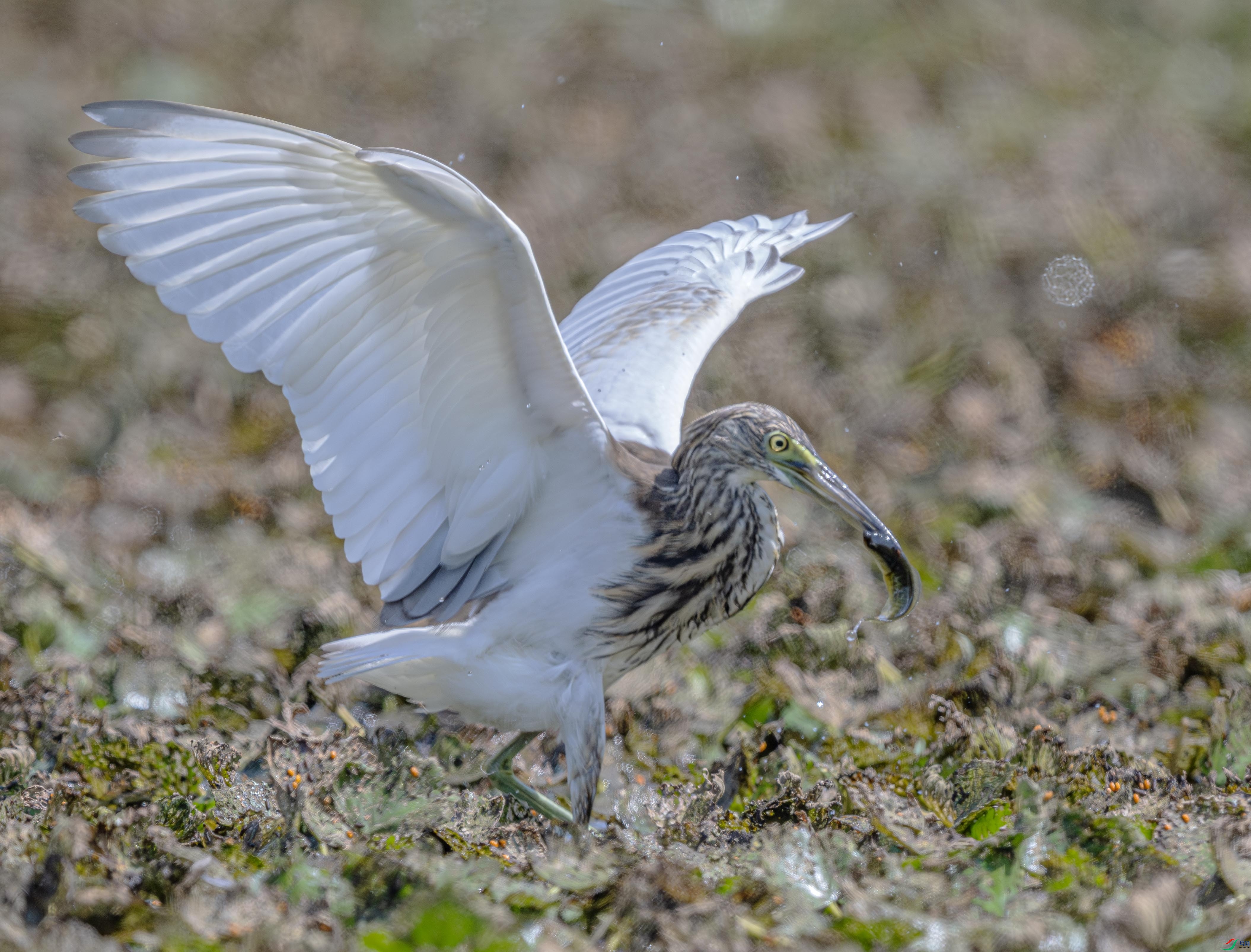 DSC_6072-����ǿ-NR ����.jpg