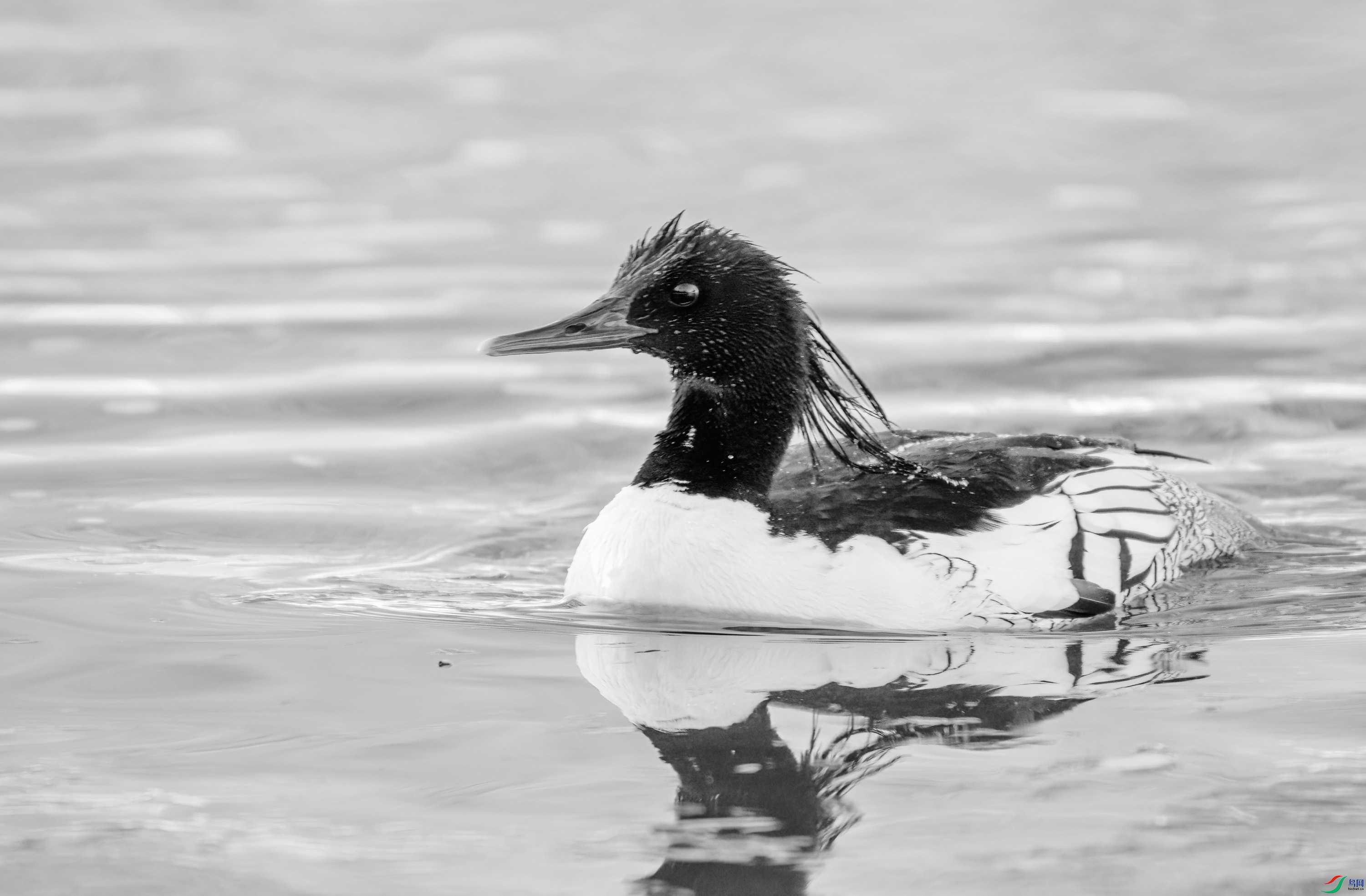 DSC04325 ����.jpg