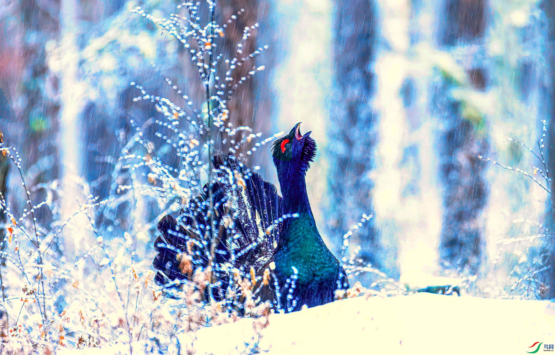 060A9600 ����-Sha---1 .jpg