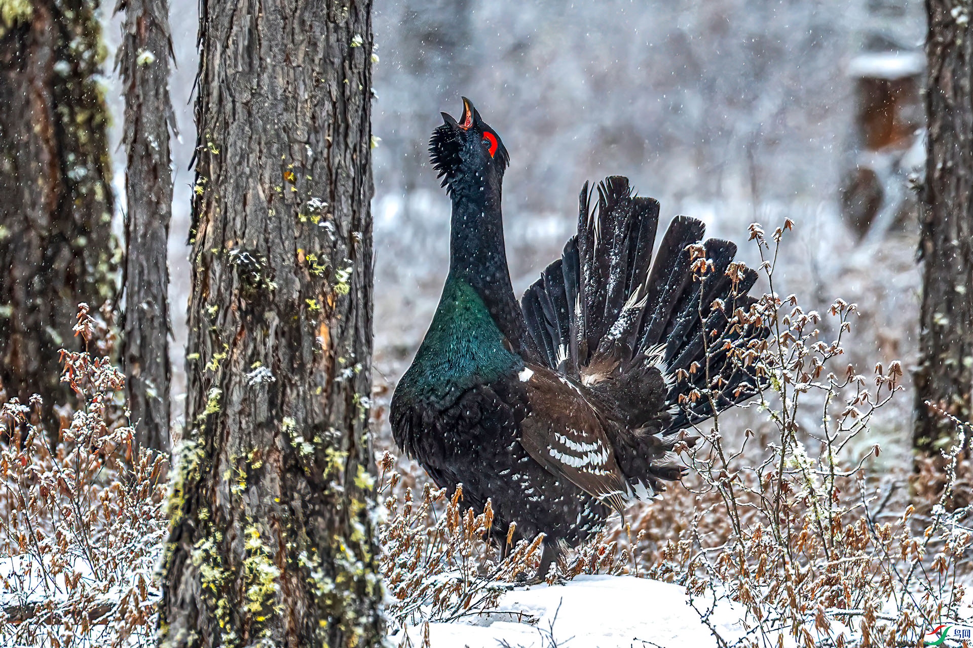 060A9064 ����-Sha---1 .jpg