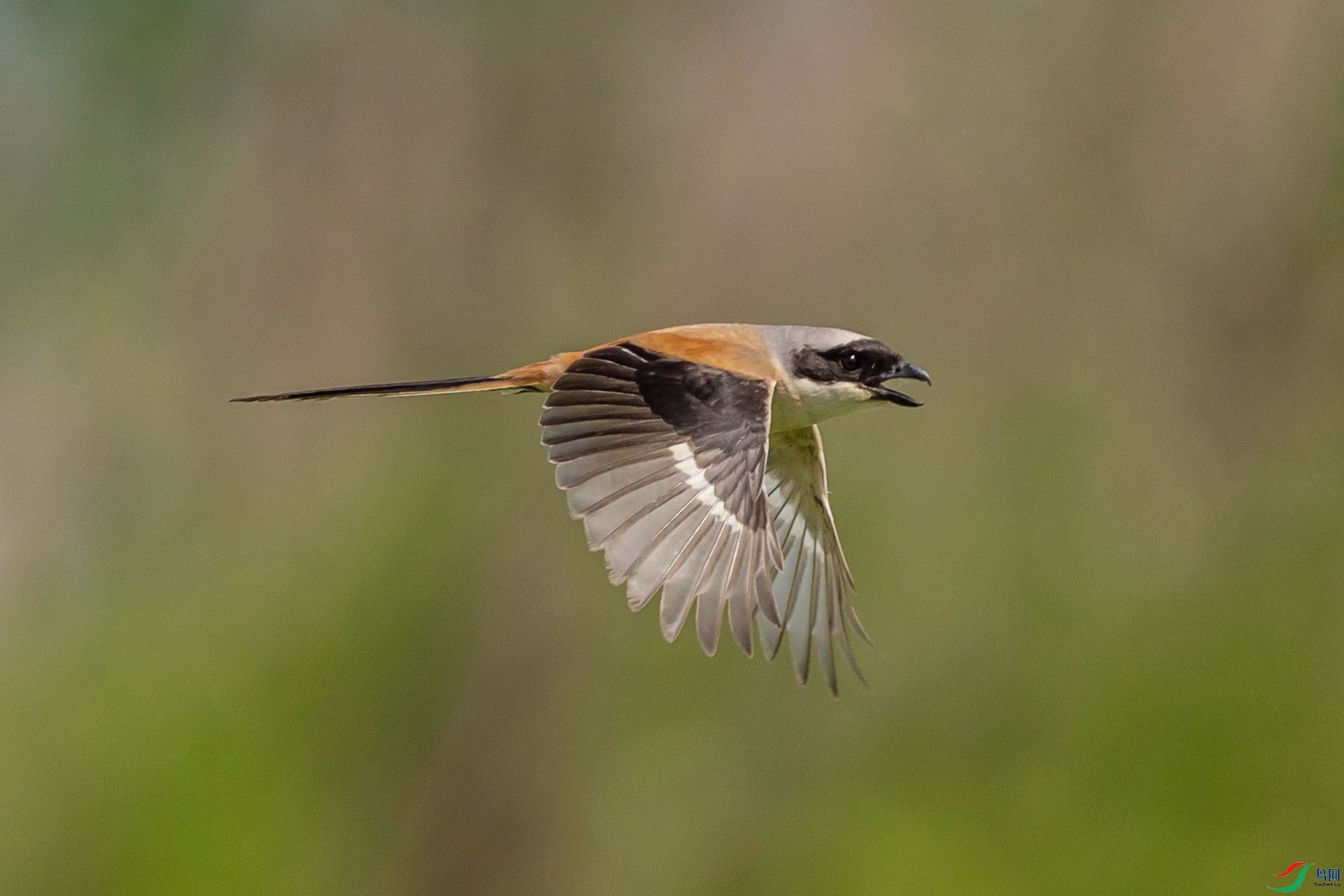 �ر�����