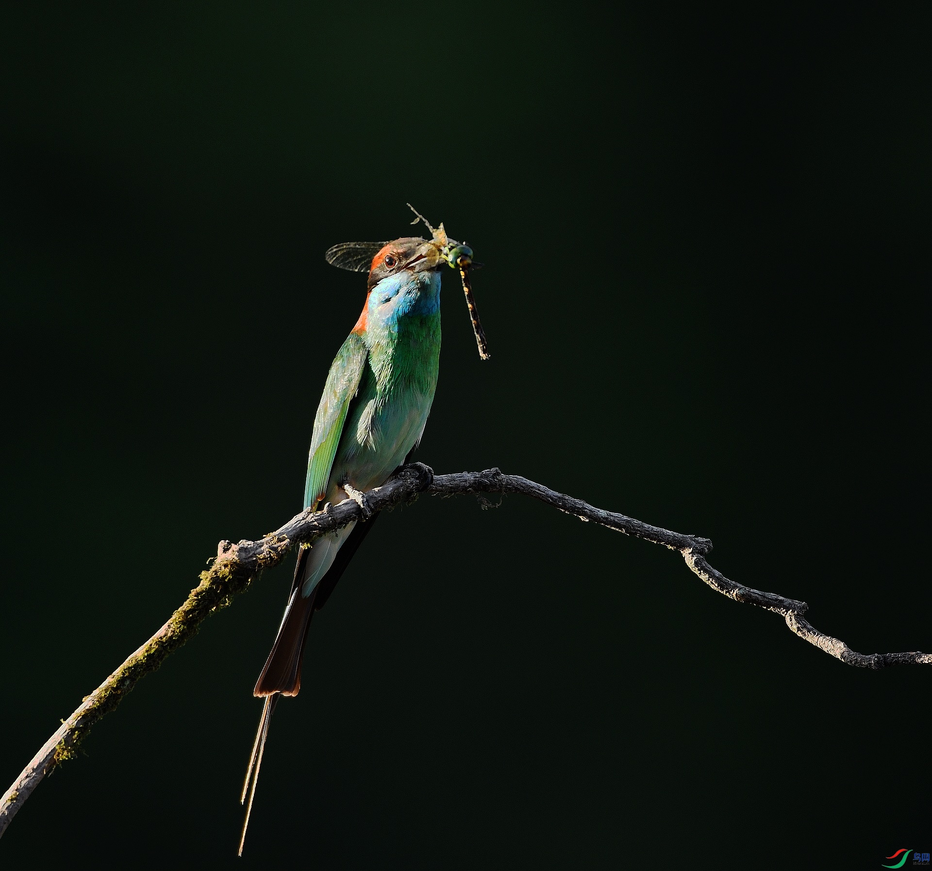 DSC_7517.jpg