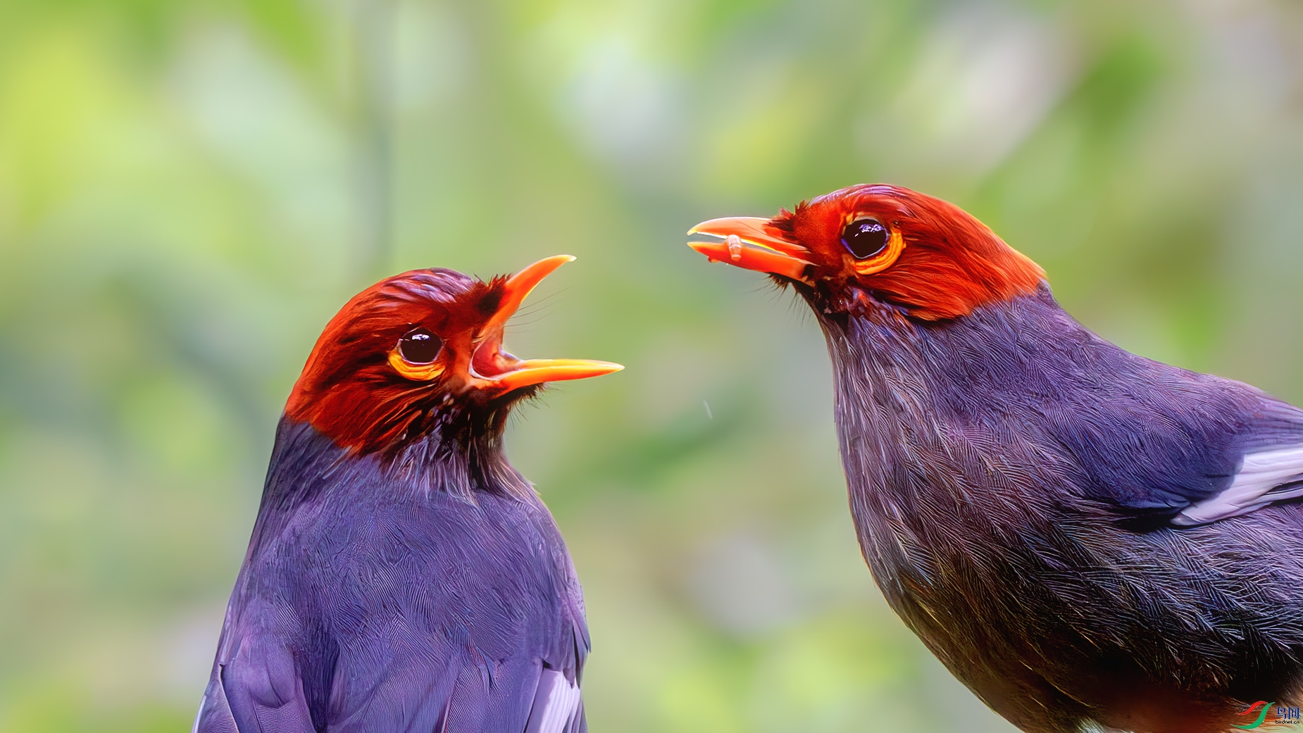 DSC_0722-����ǿ-NRb ����1.jpg