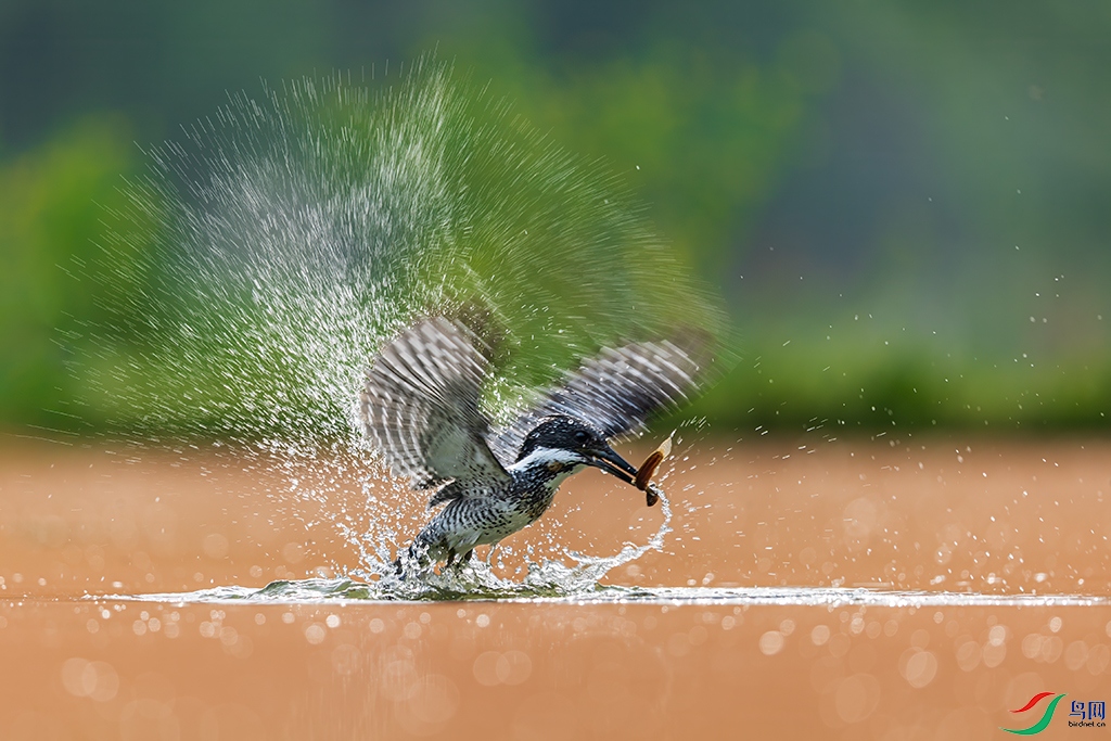 hbgsR3250411  (663).jpg