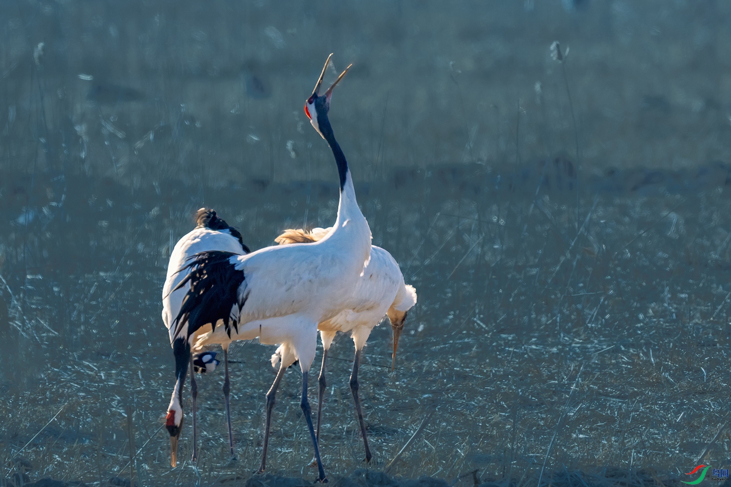 ������----��ԭ��Ӱ������