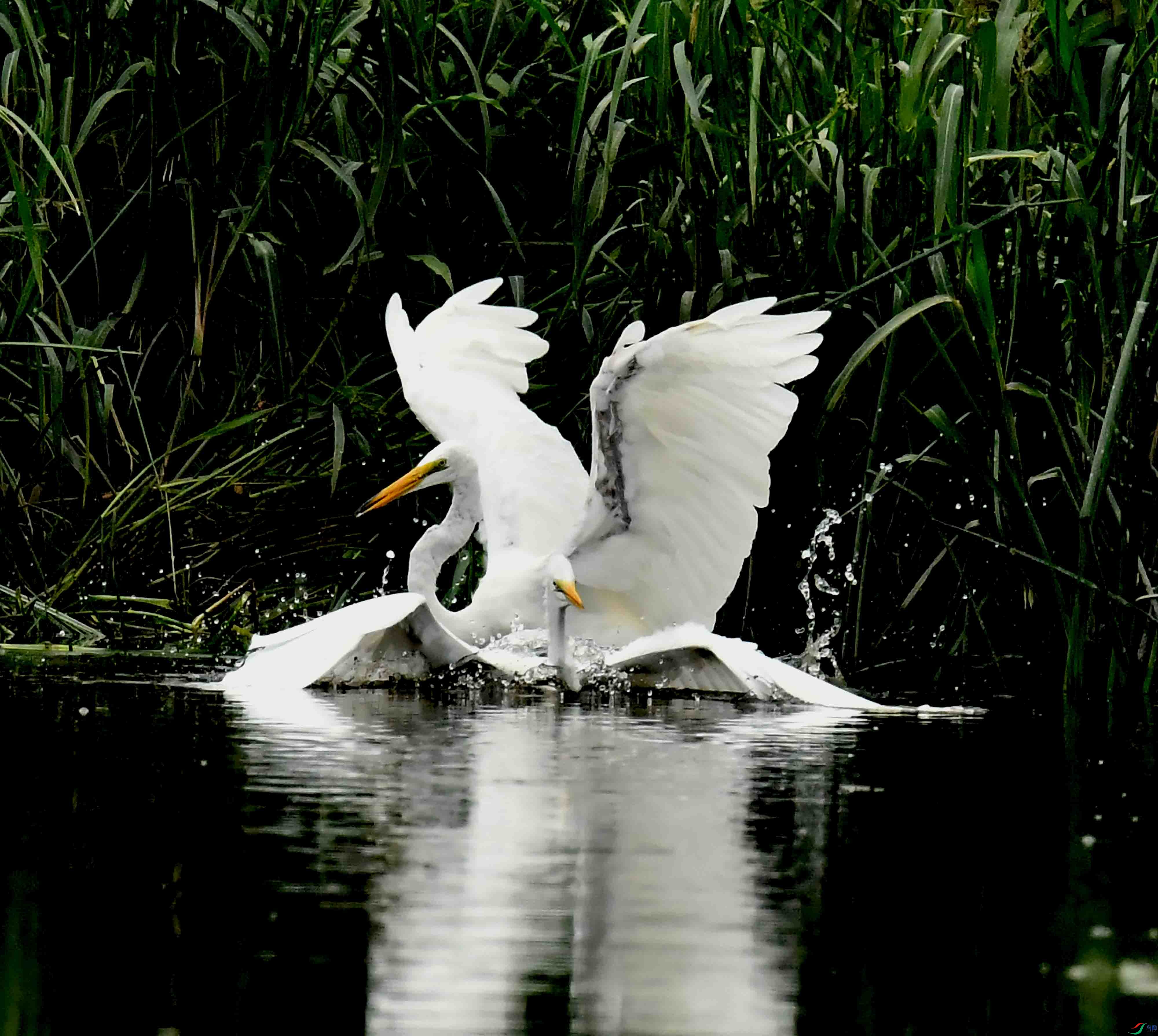 DSC_7310.JPG