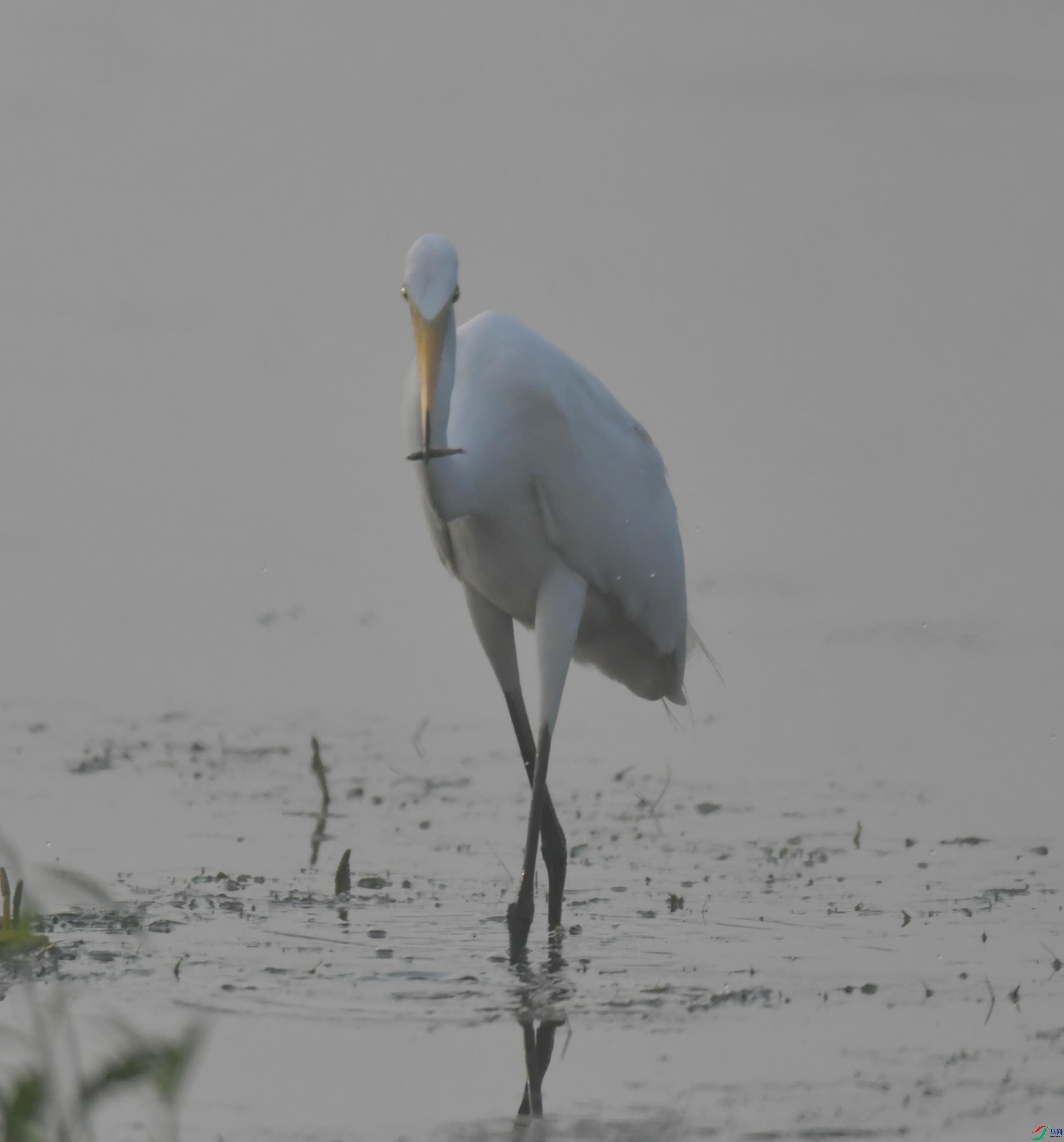 DSC_7350.JPG