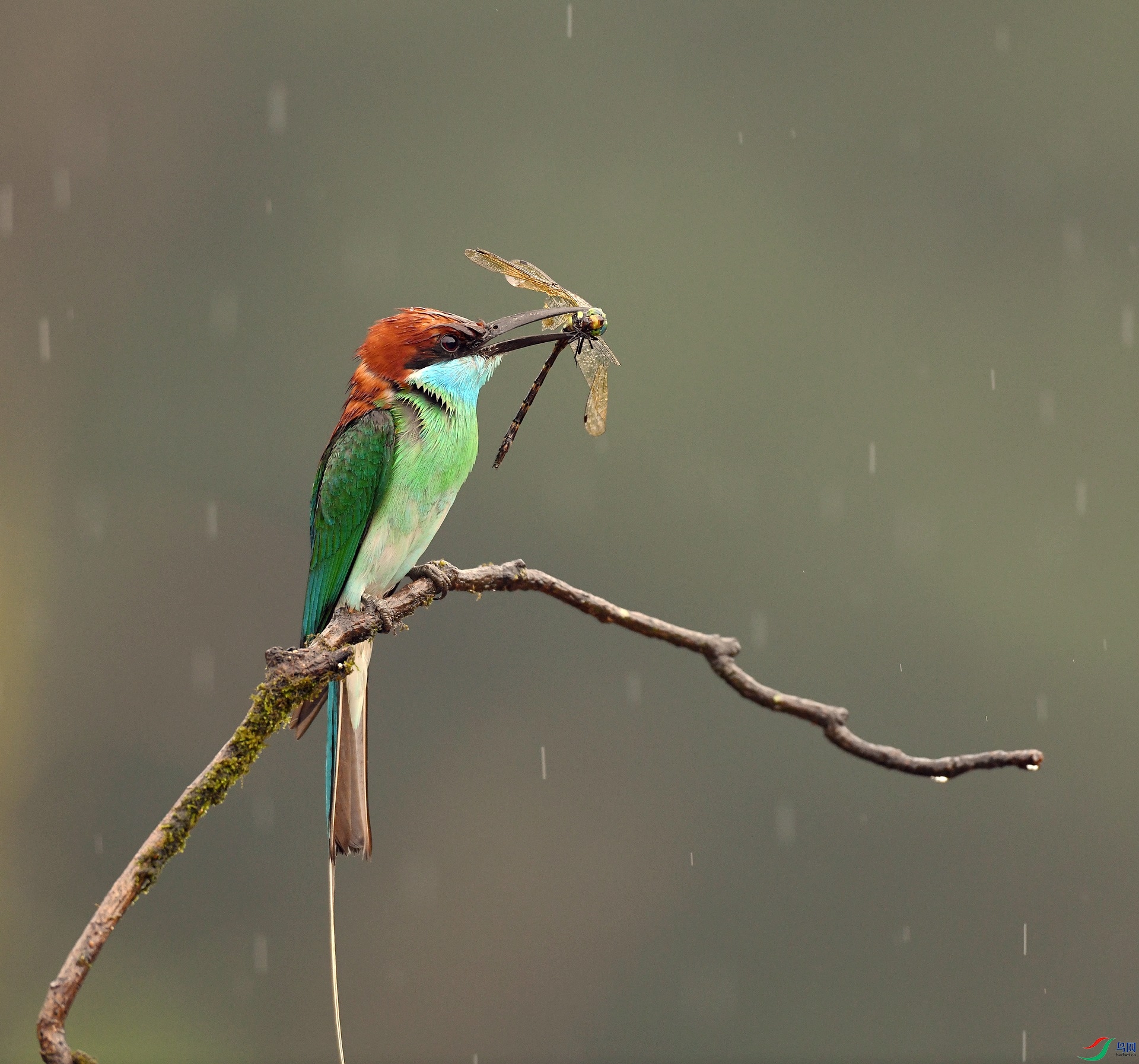 DSC_9305.jpg