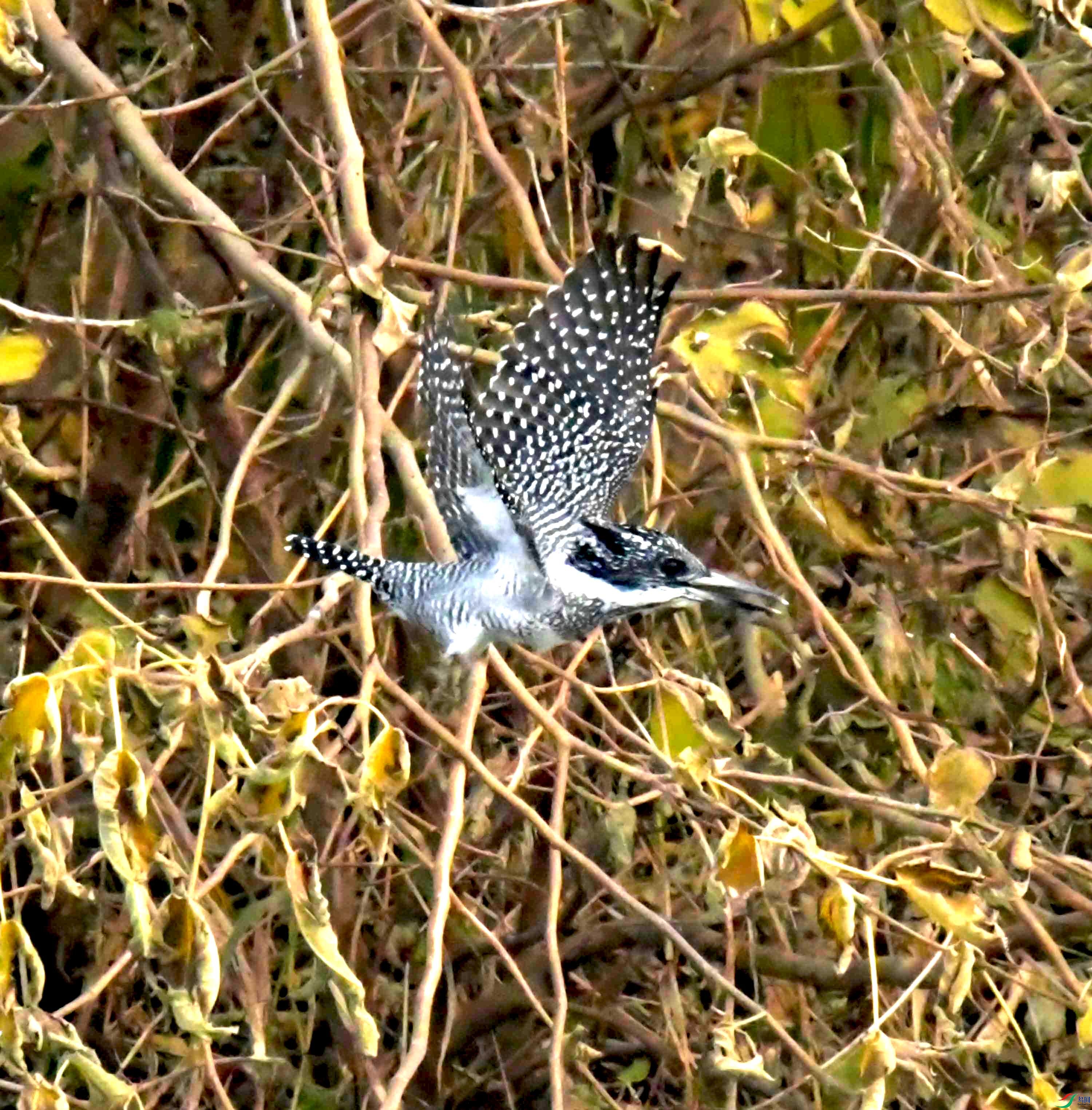 DSC_0304.JPG